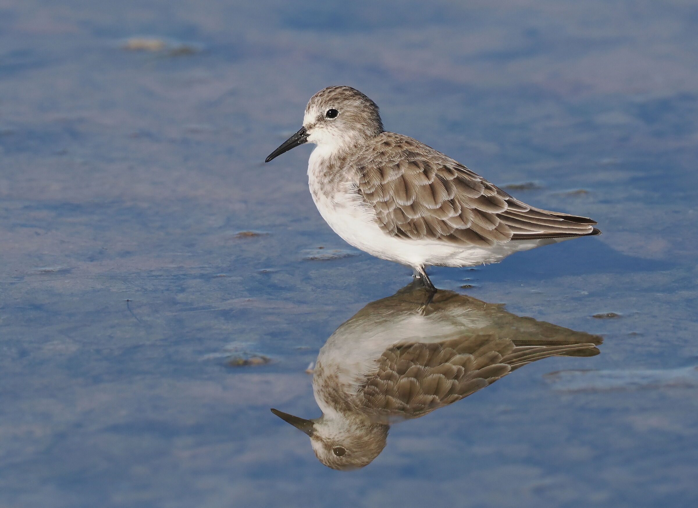 Sandpiper three-toed