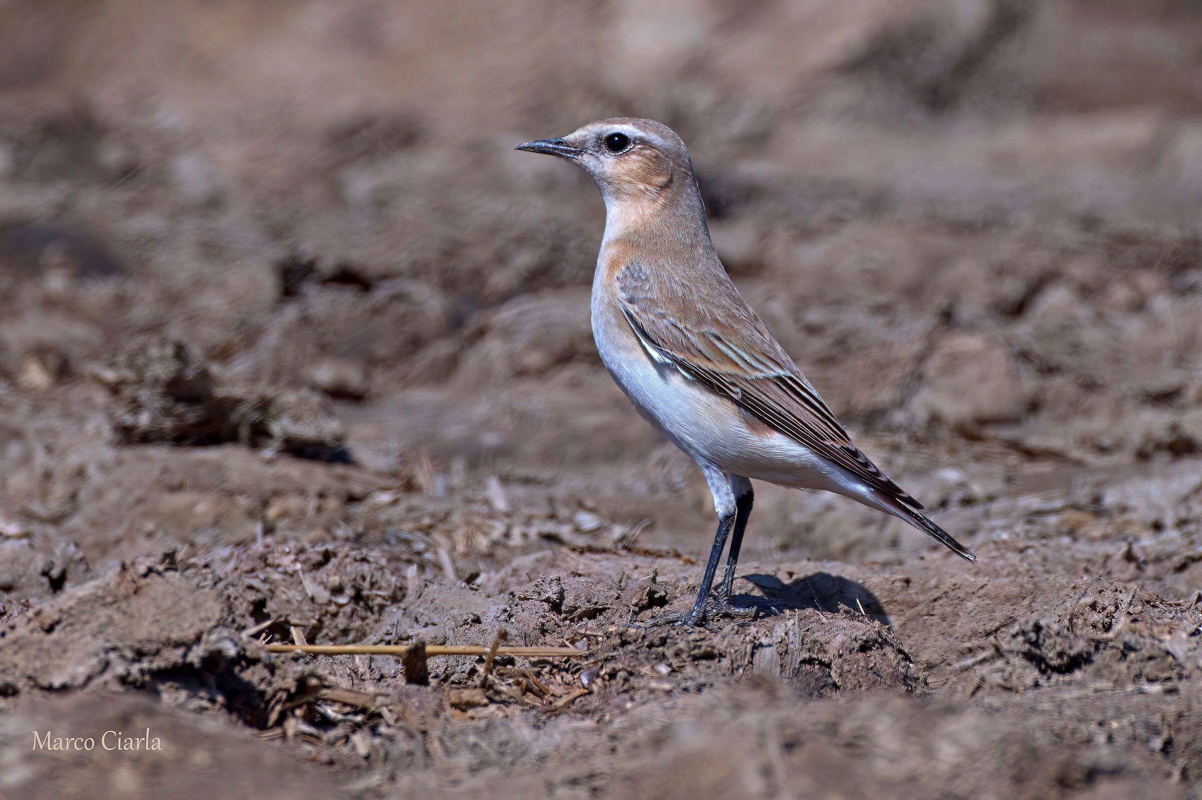 Culbianco (Oenanthe oenanthe)