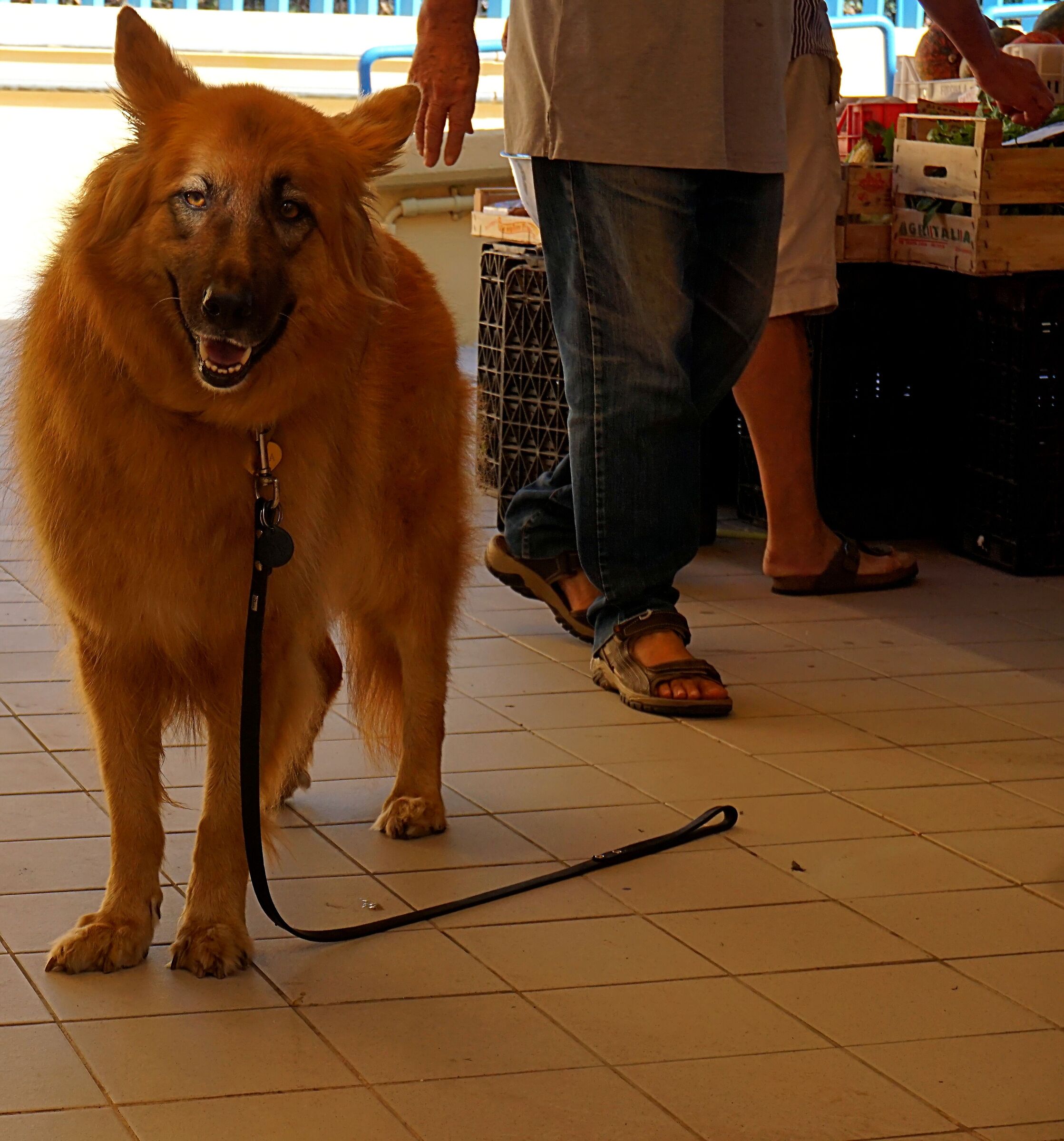 Al mercato con Fido...