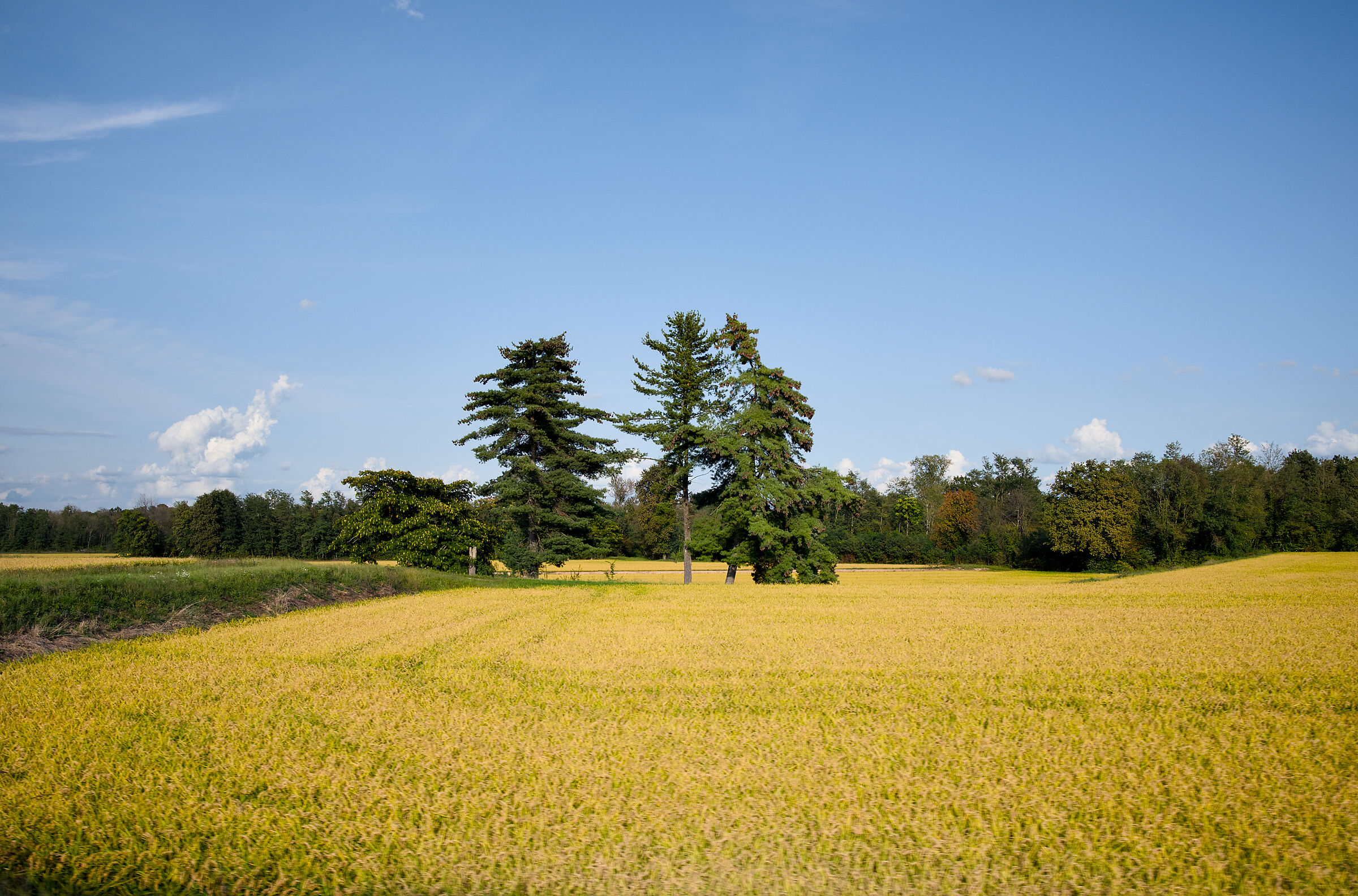 Rice fields in the Vercelli area
