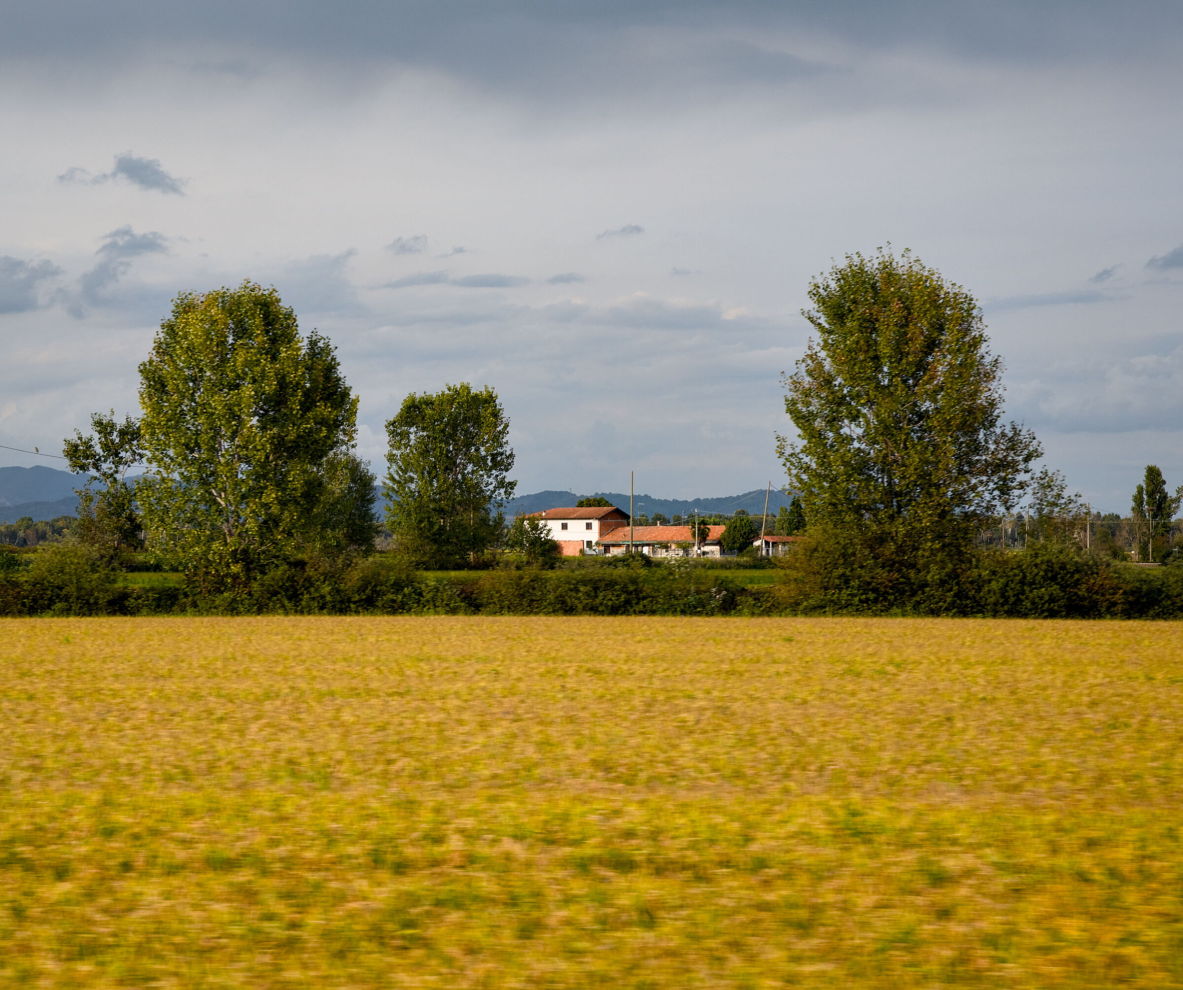 Rice fields in the Vercelli area