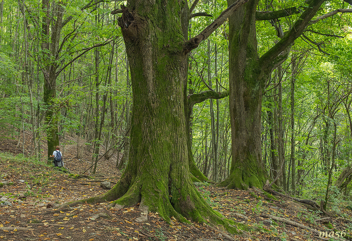 the monumental lime trees