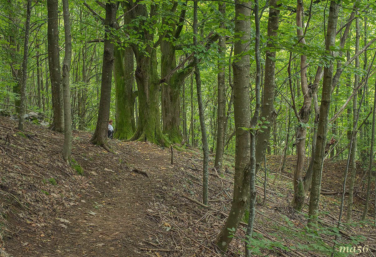 The monumental lime trees