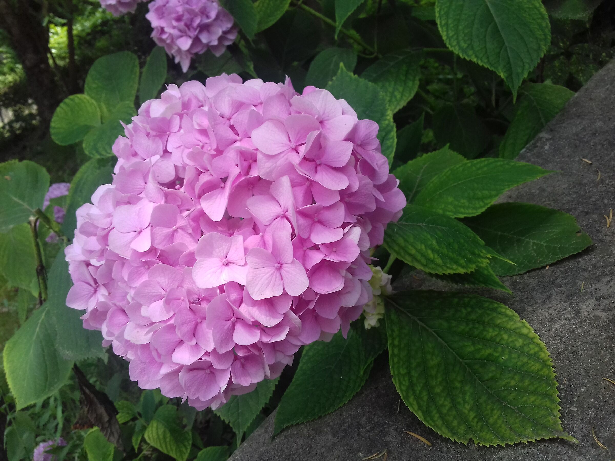 Hydrangea