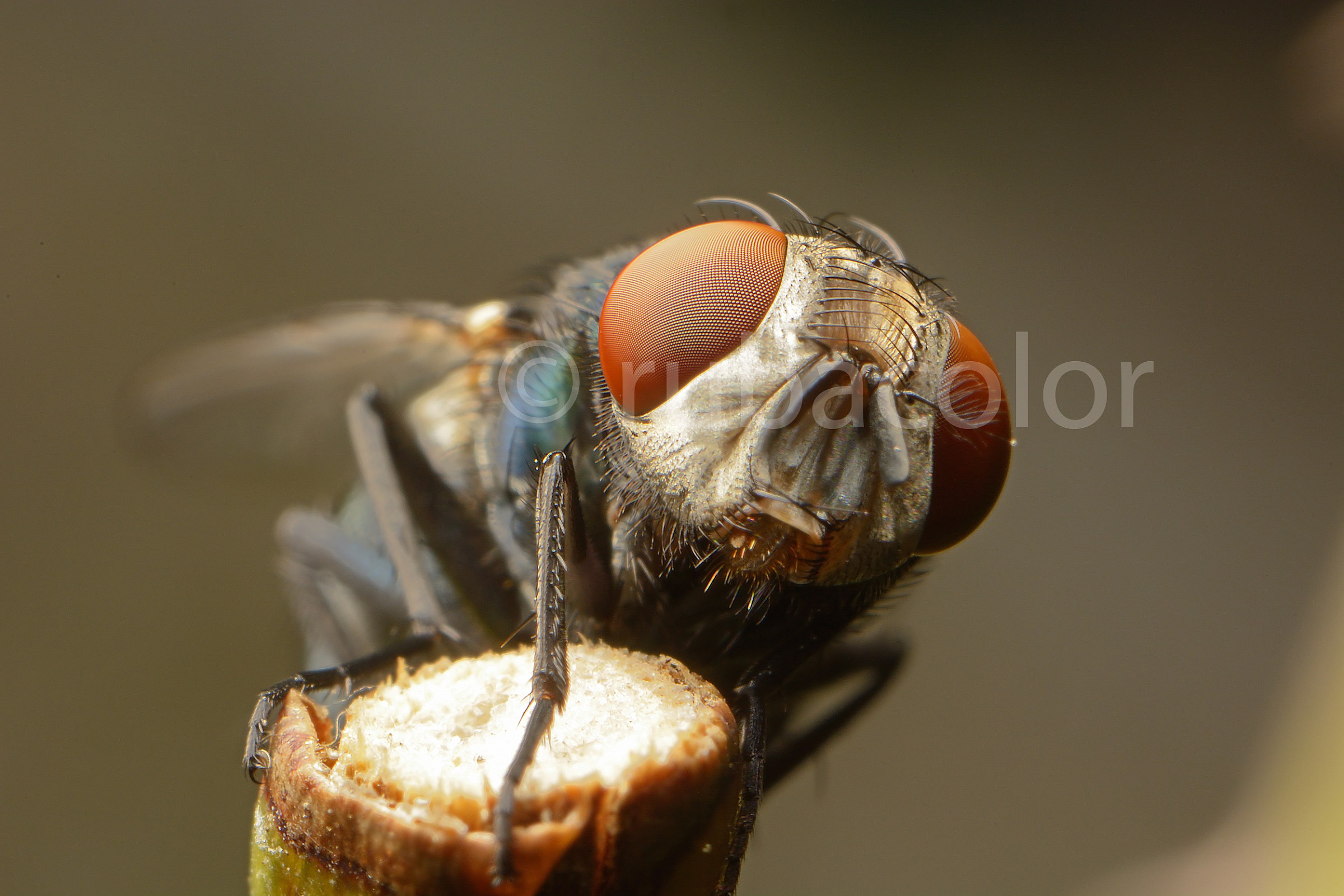 A guardia degli odori