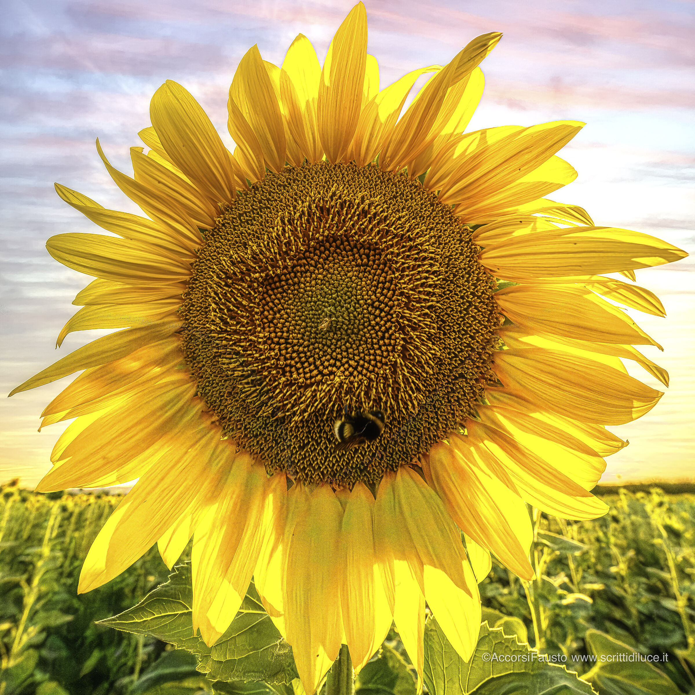 Girasole