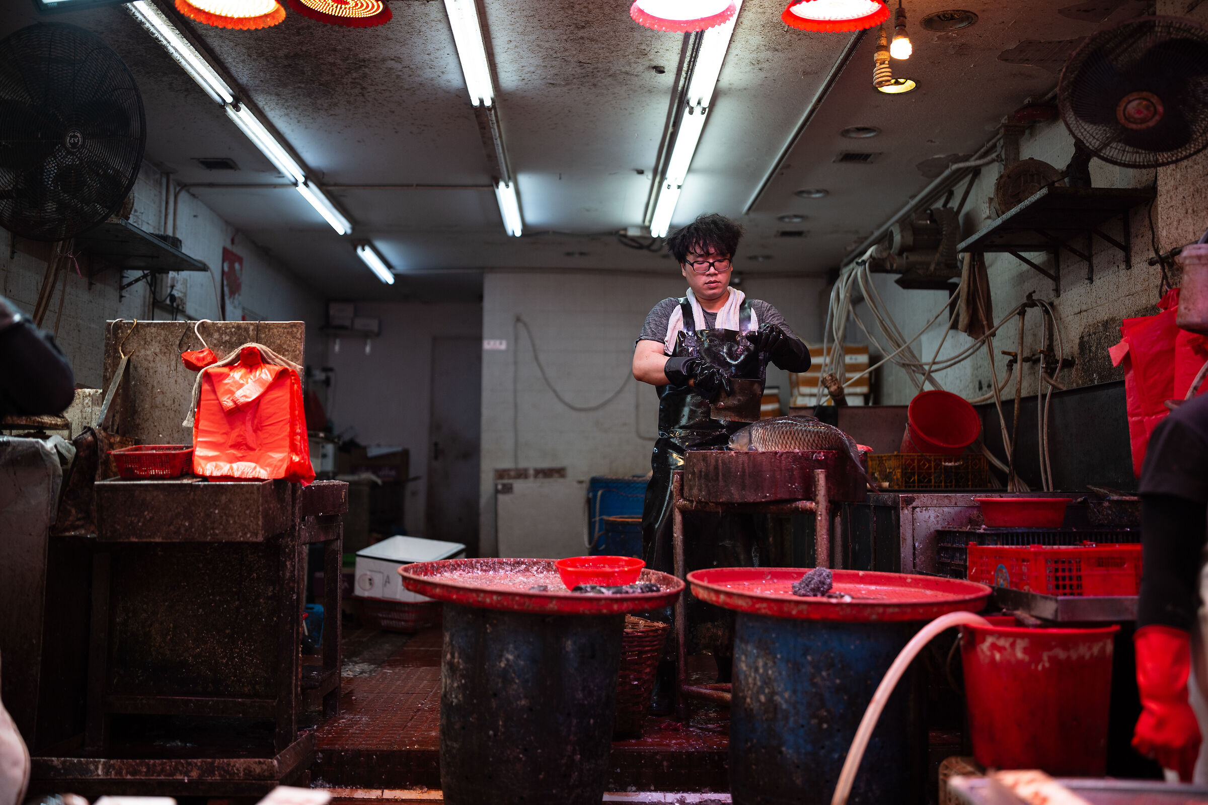 Jack the Ripper (of fish)