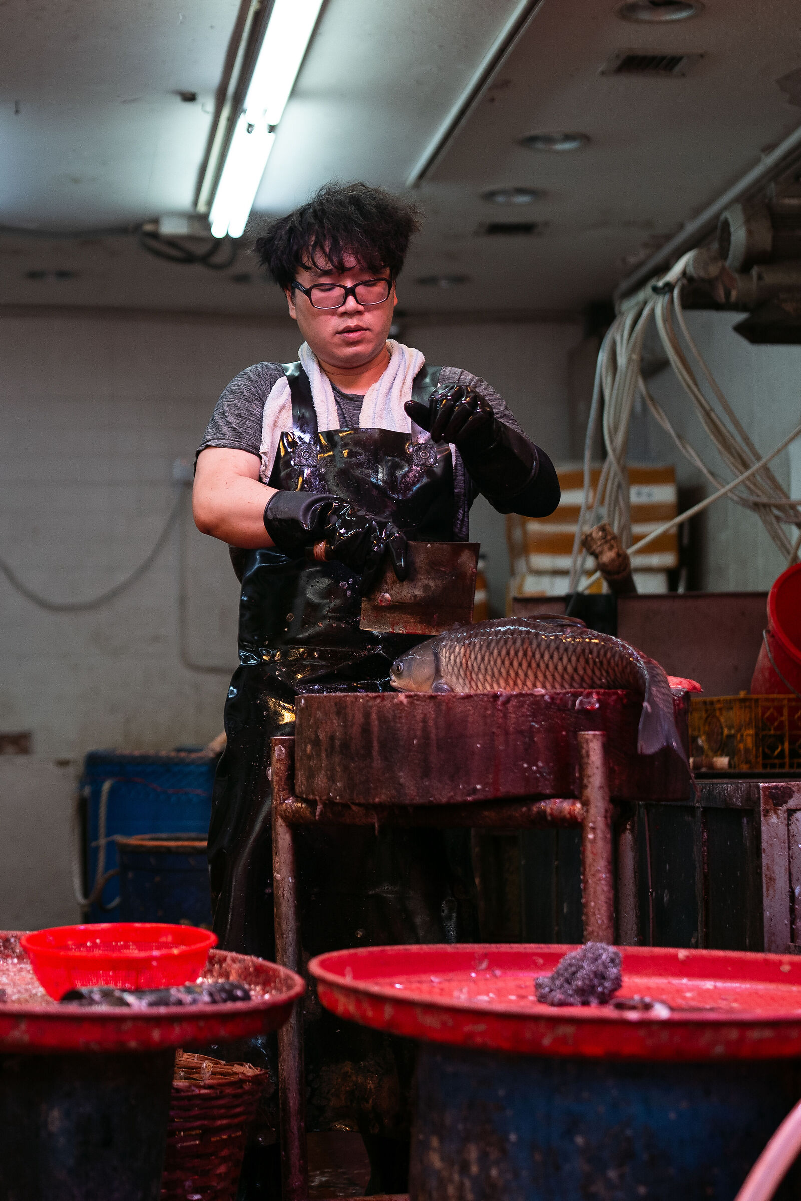 Jack the Ripper (of fish) - vertical