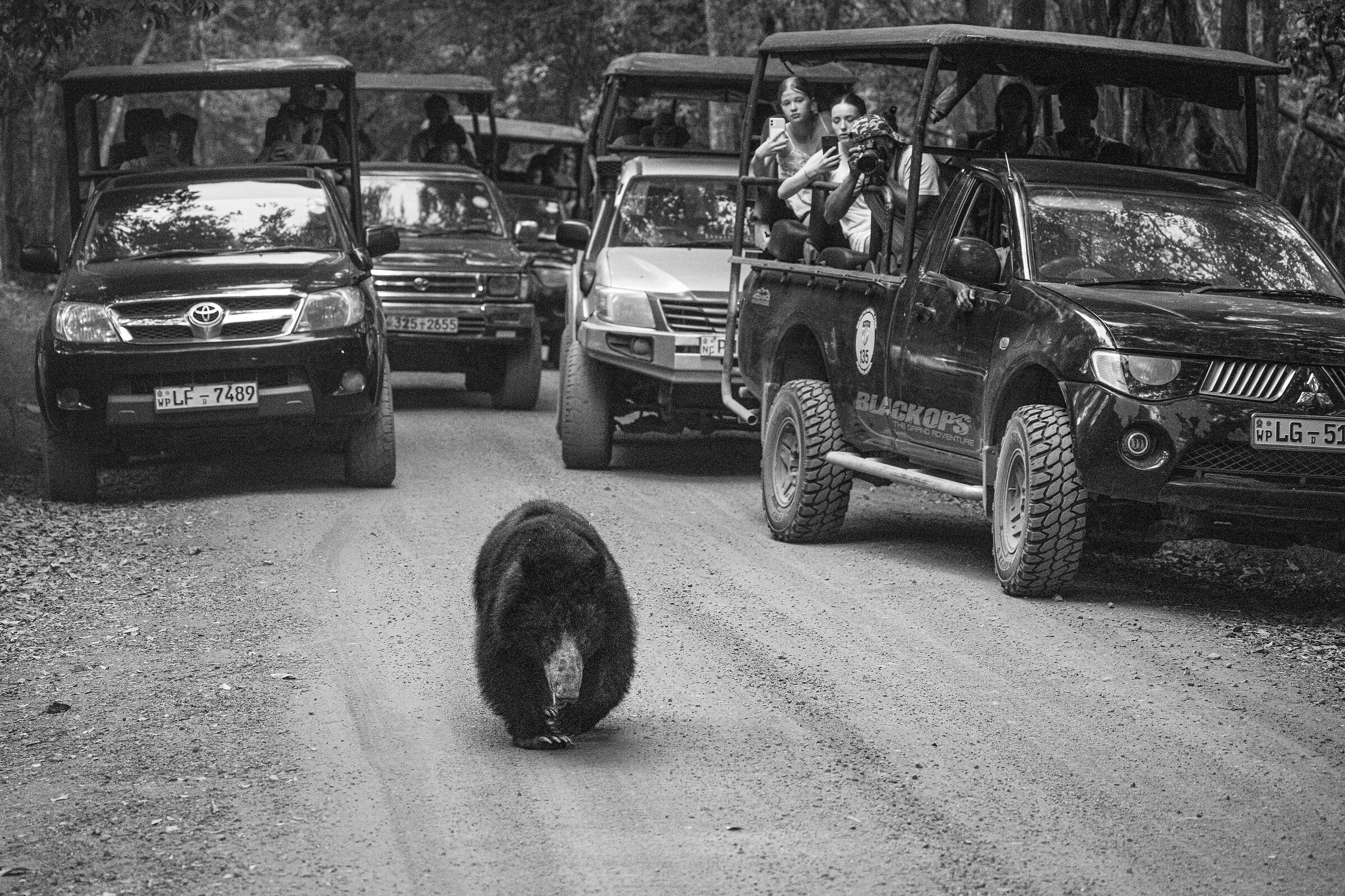 Orso Labiato a Wilpattu NP