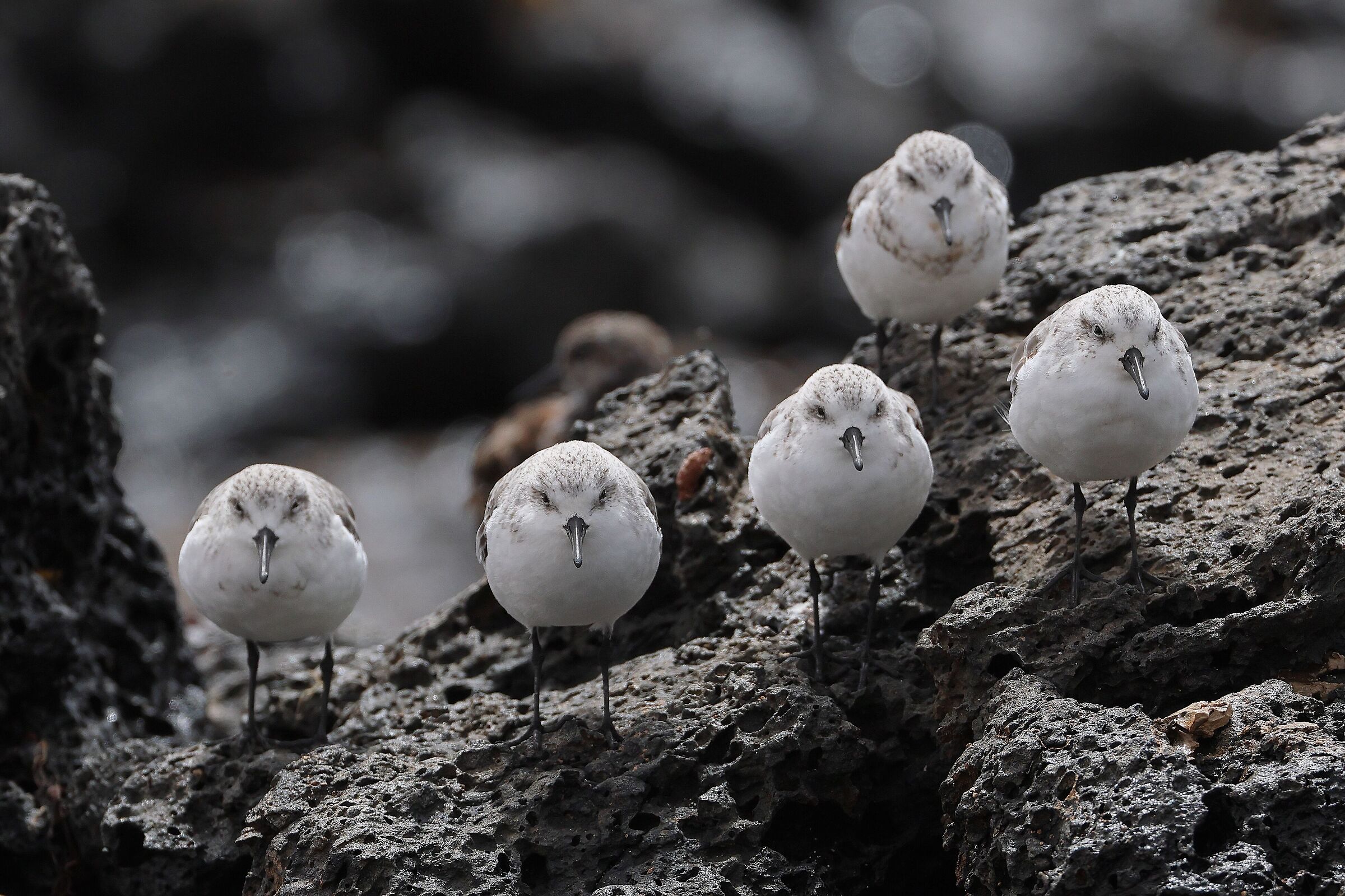 Piovanelli tridattili