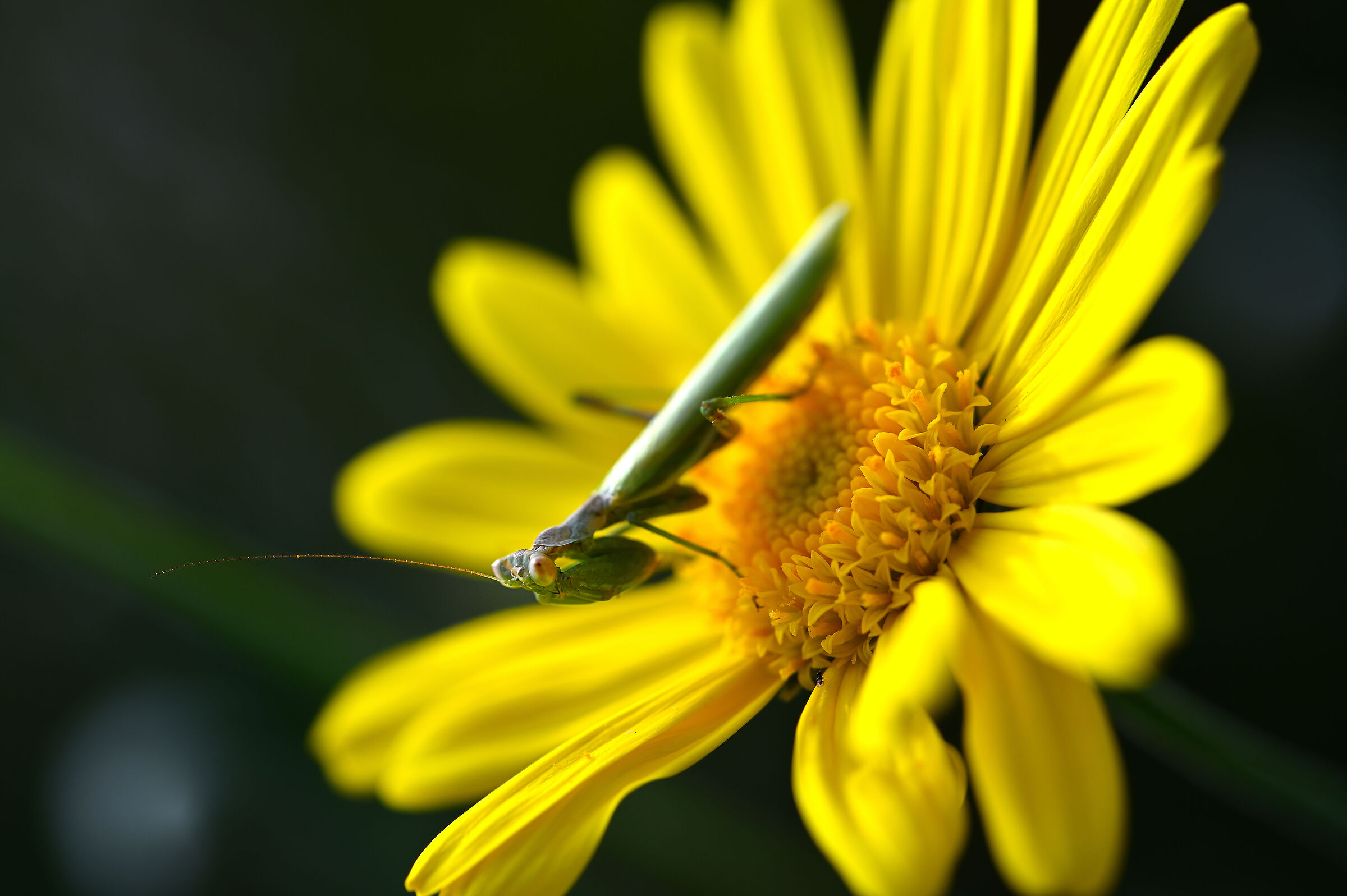 Mantis
