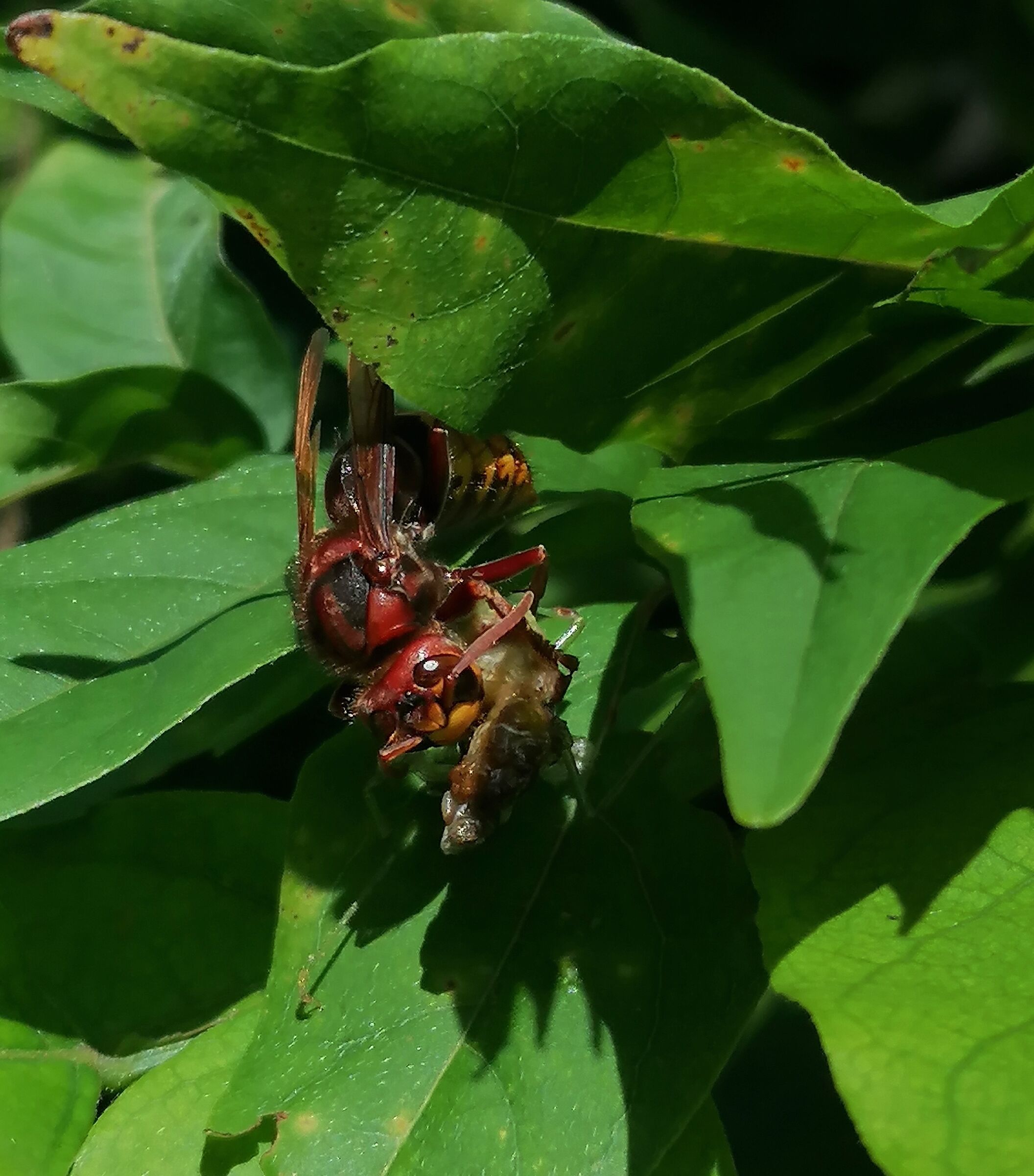 il calabrone è la fu cavalletta