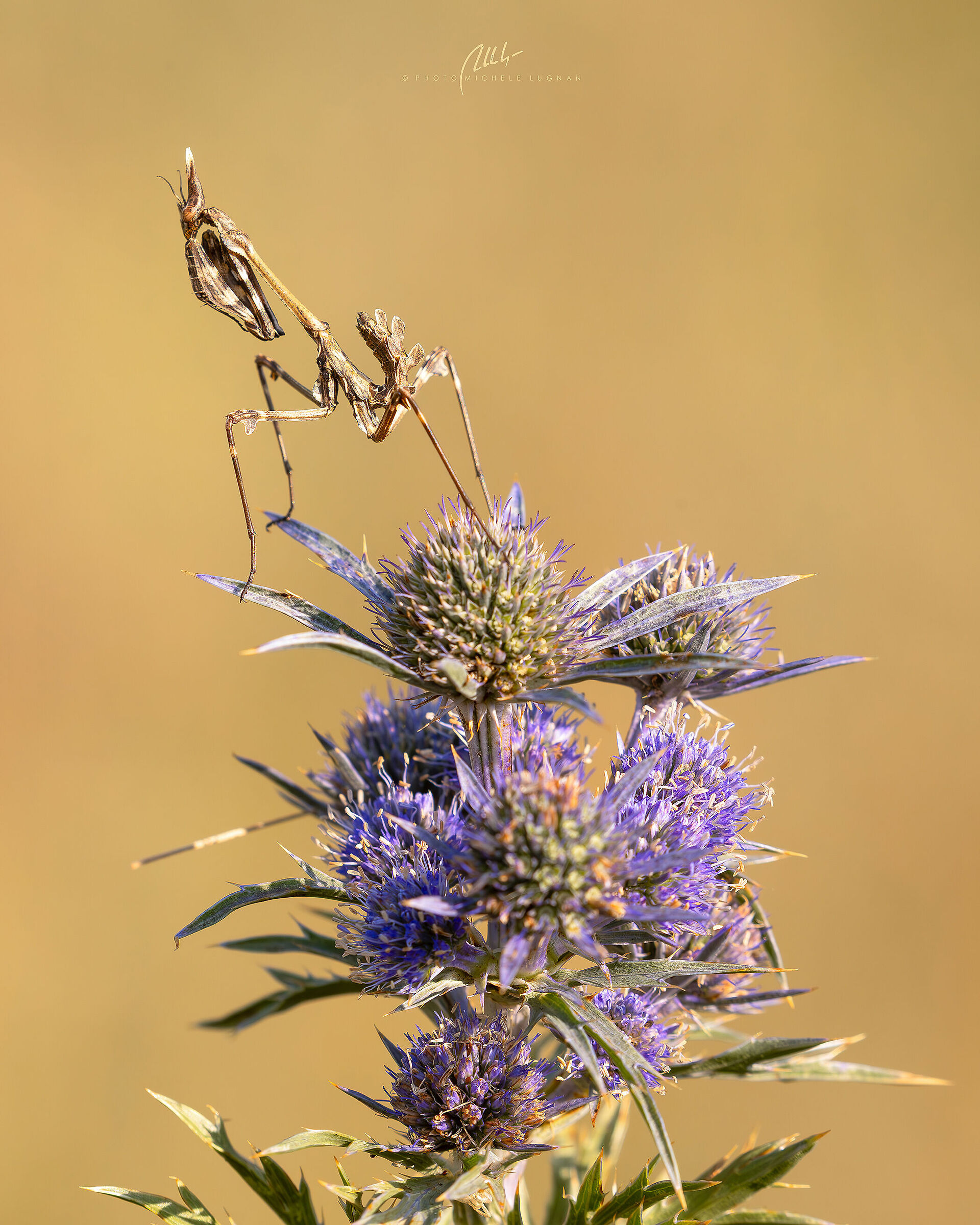 Empusa fasciata