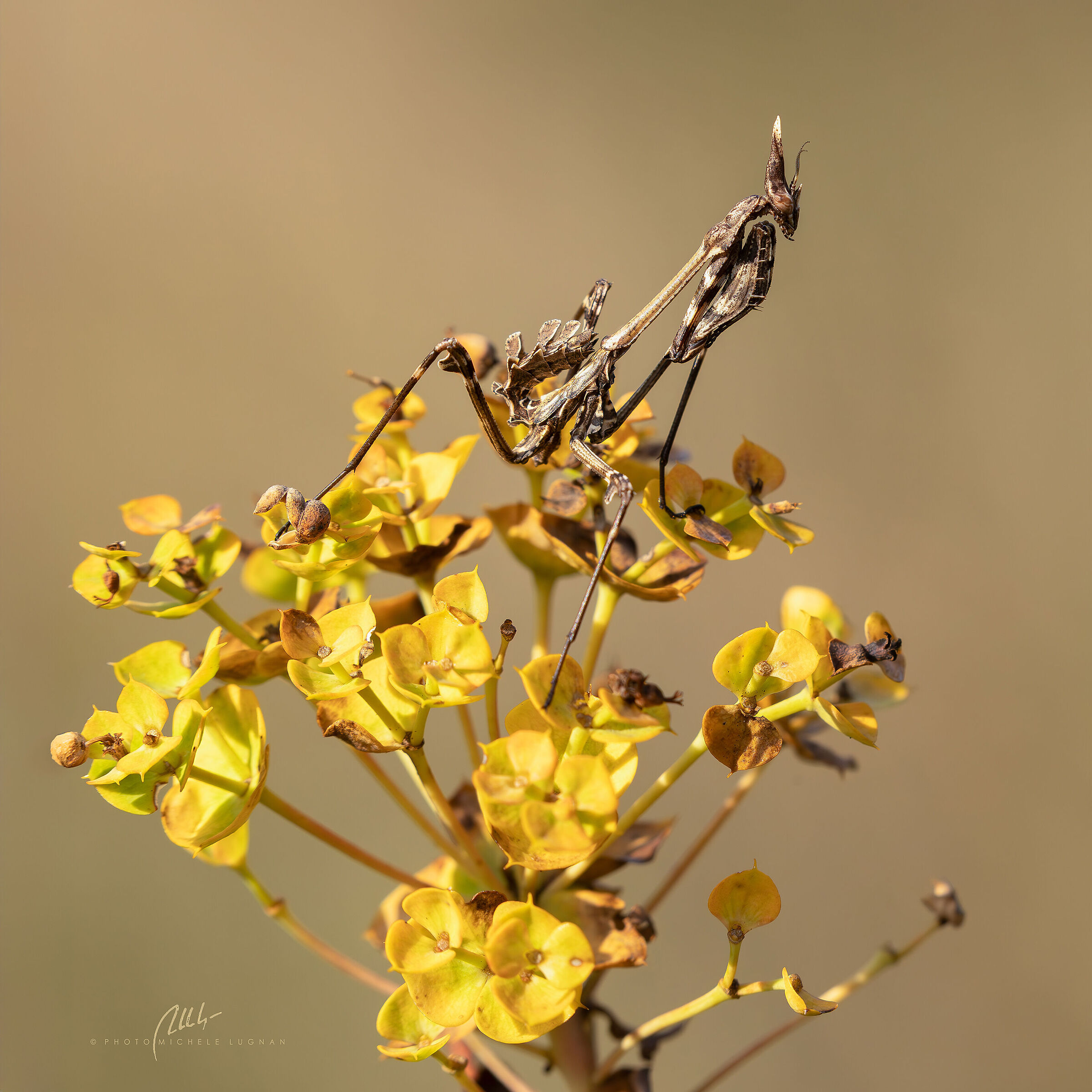 Empusa fasciata