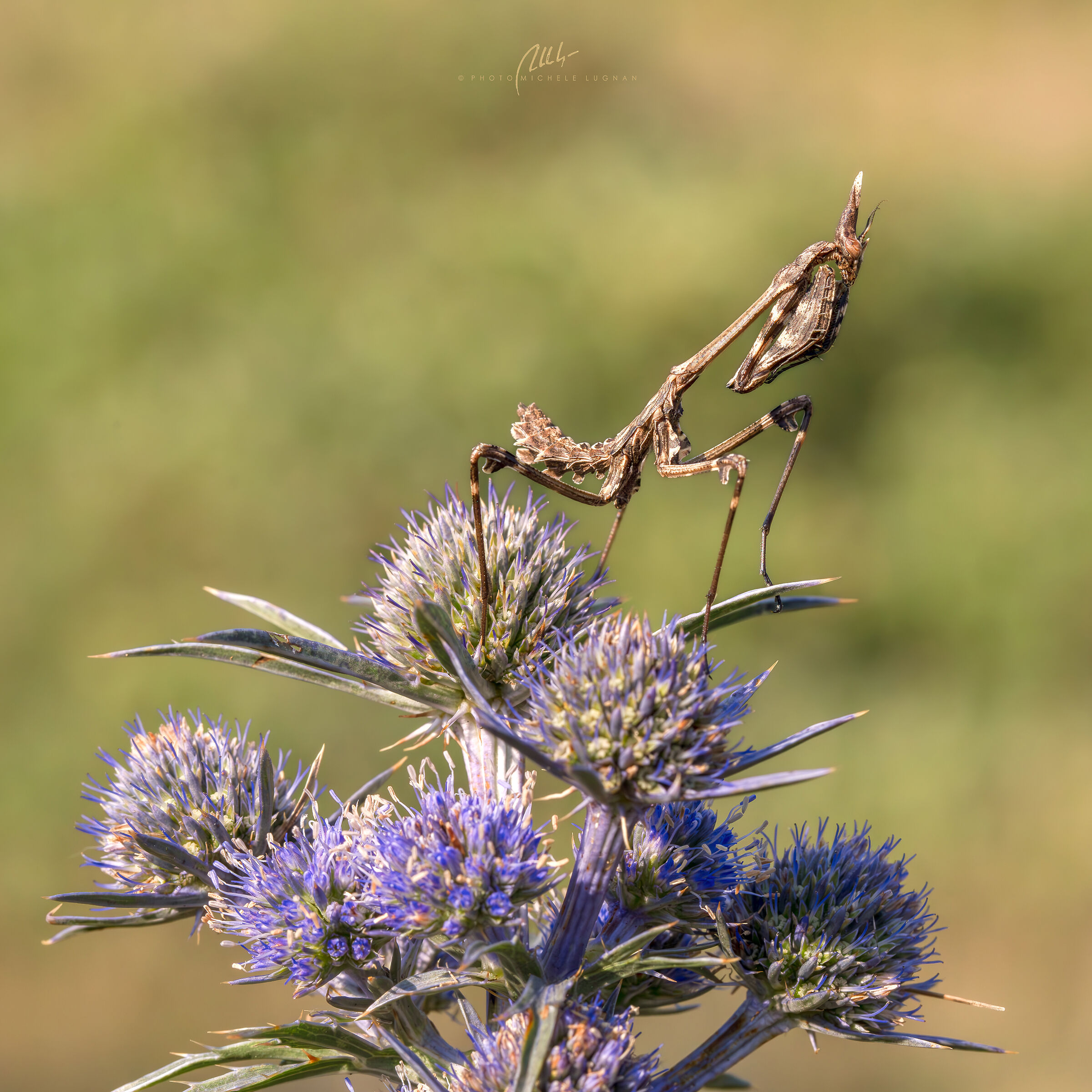 Empusa fasciata