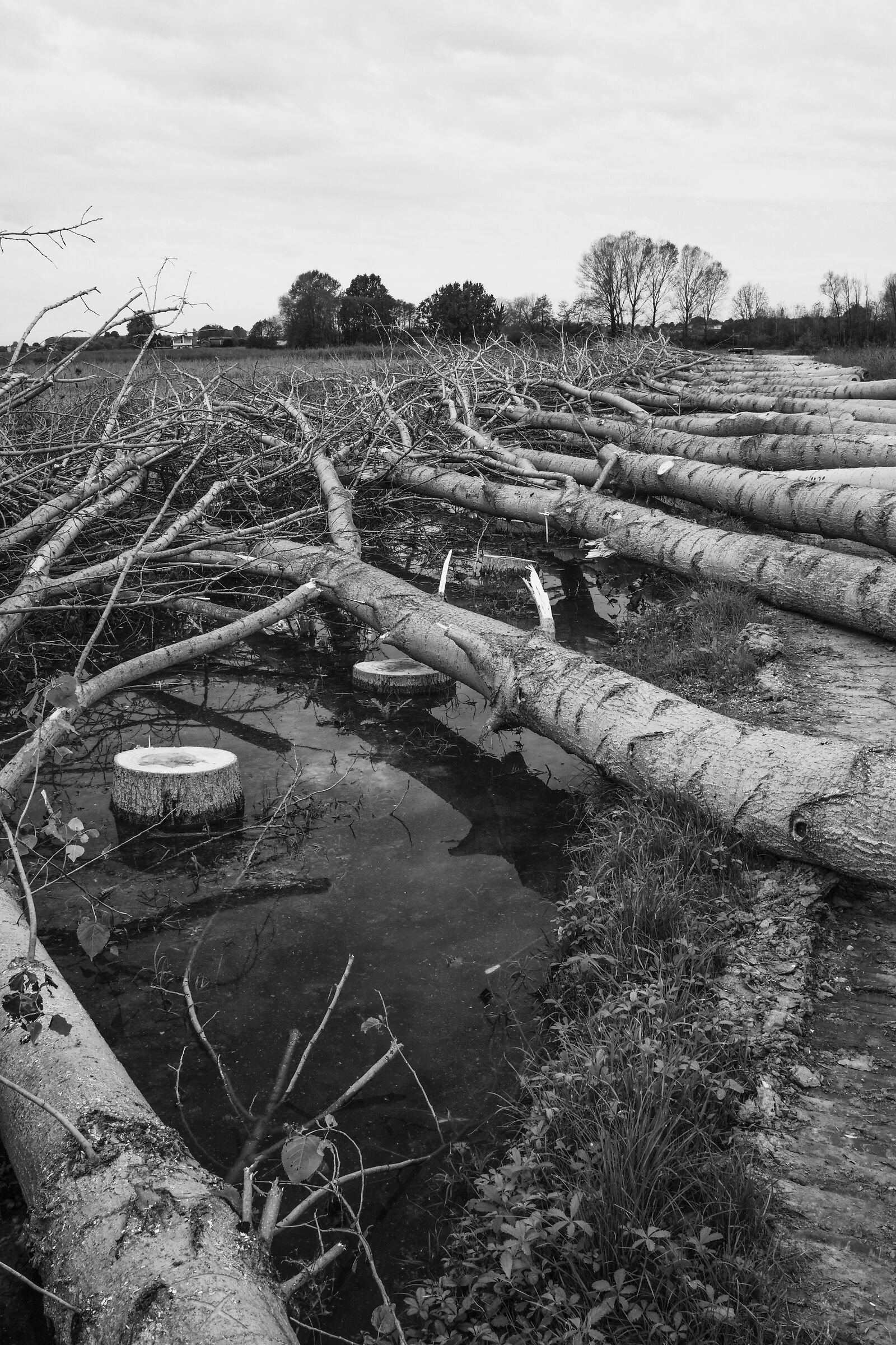 il taglio dei pioppi