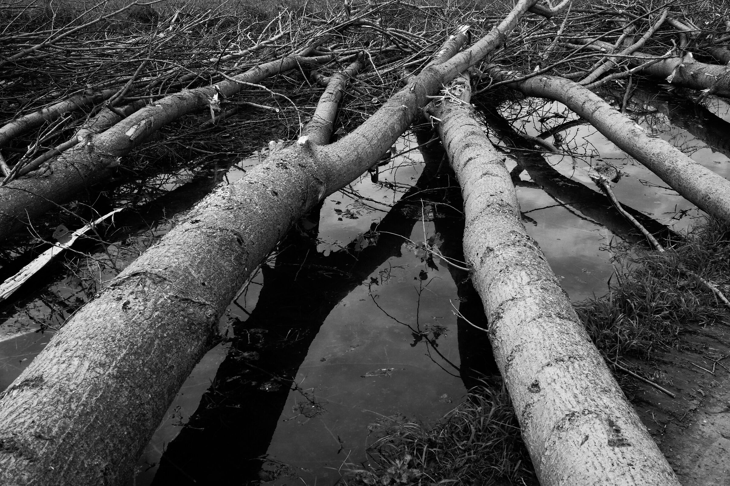 il taglio dei pioppi