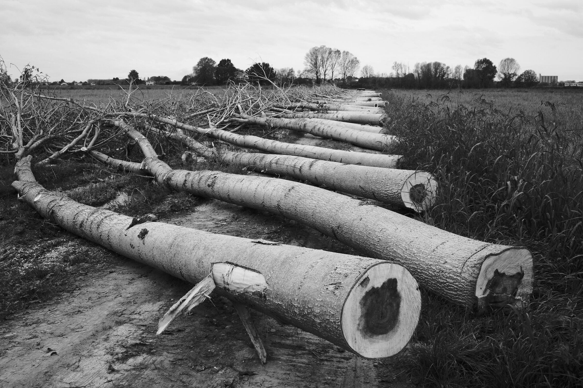 il taglio dei pioppi