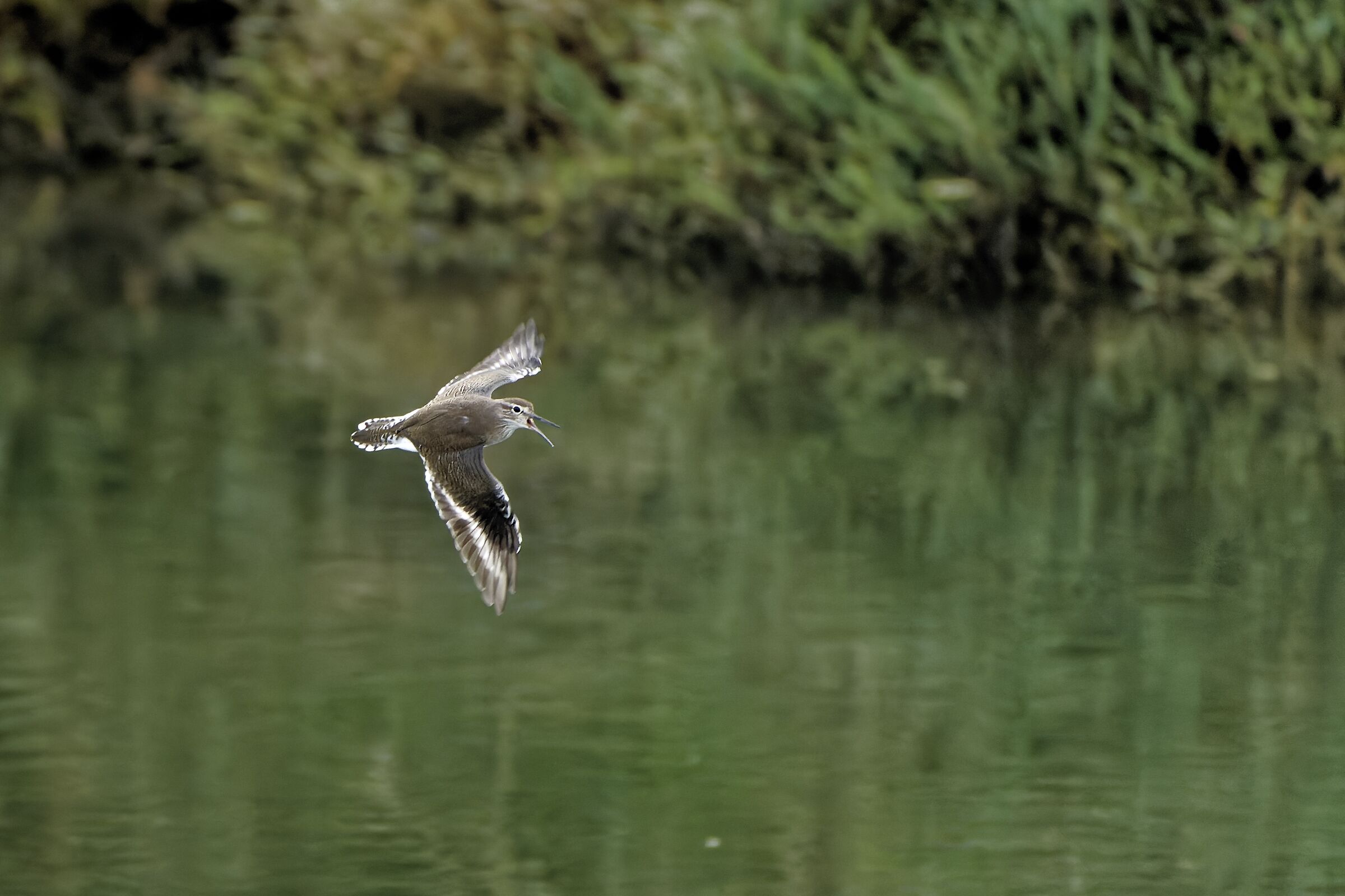 Small Sandpiper