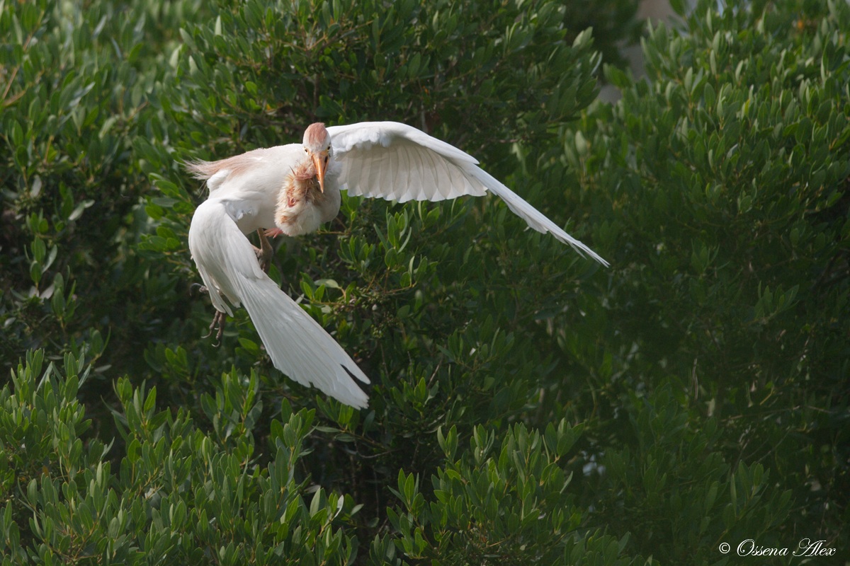 Heron guardaboi with small