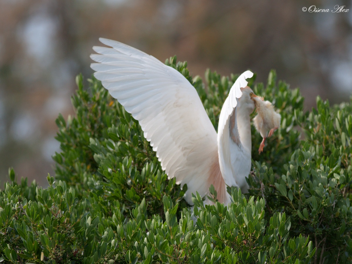 Airone guardaboi con piccolo