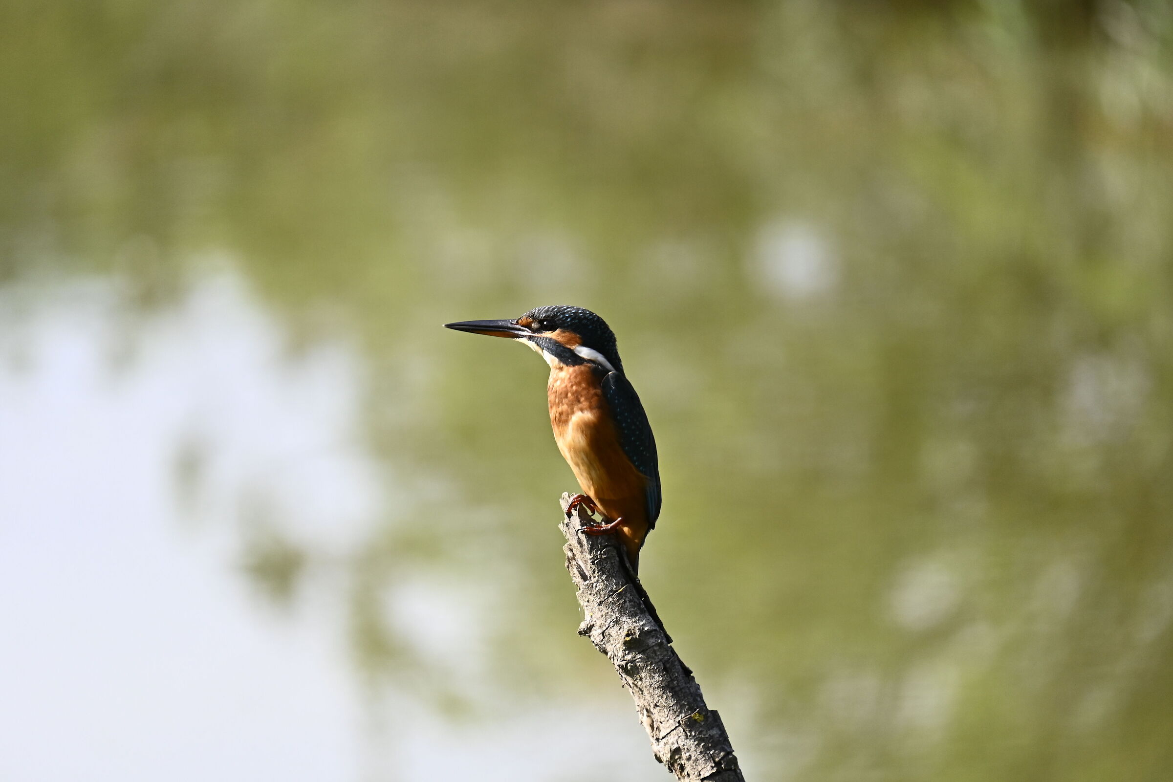Martino il pescatore