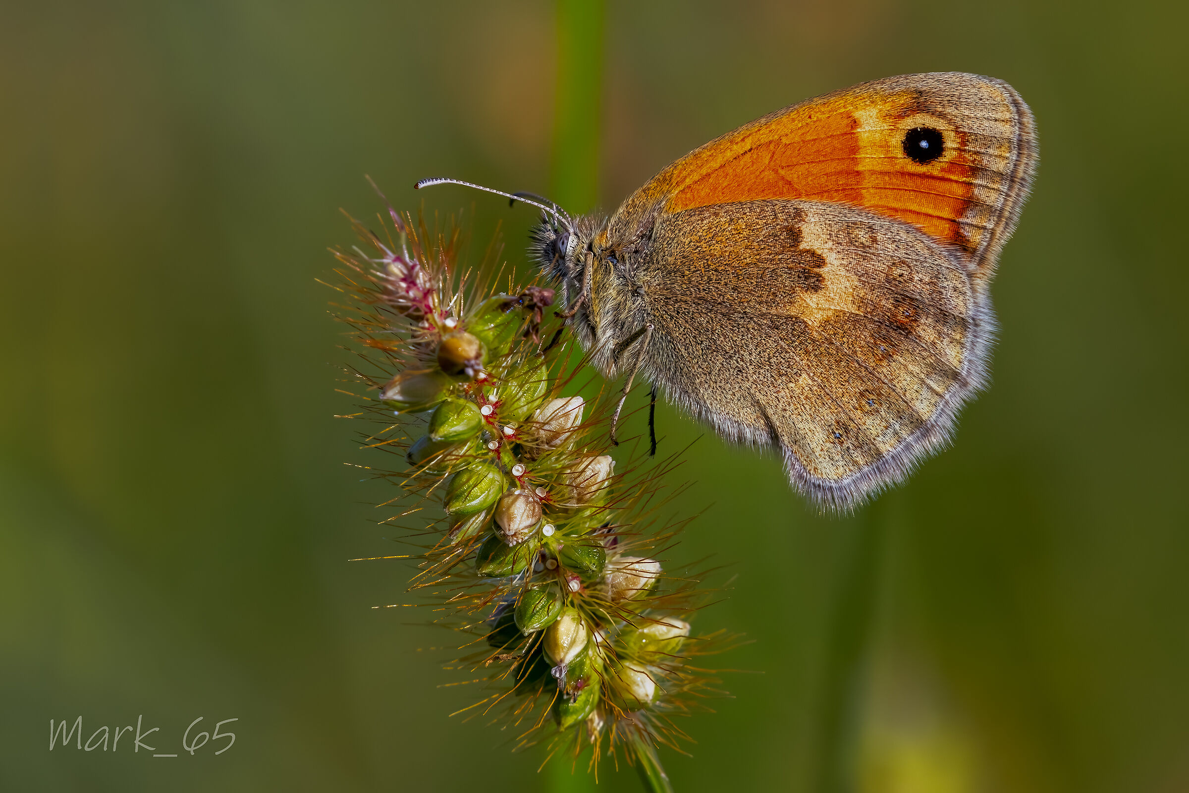coenonympha pamphilius