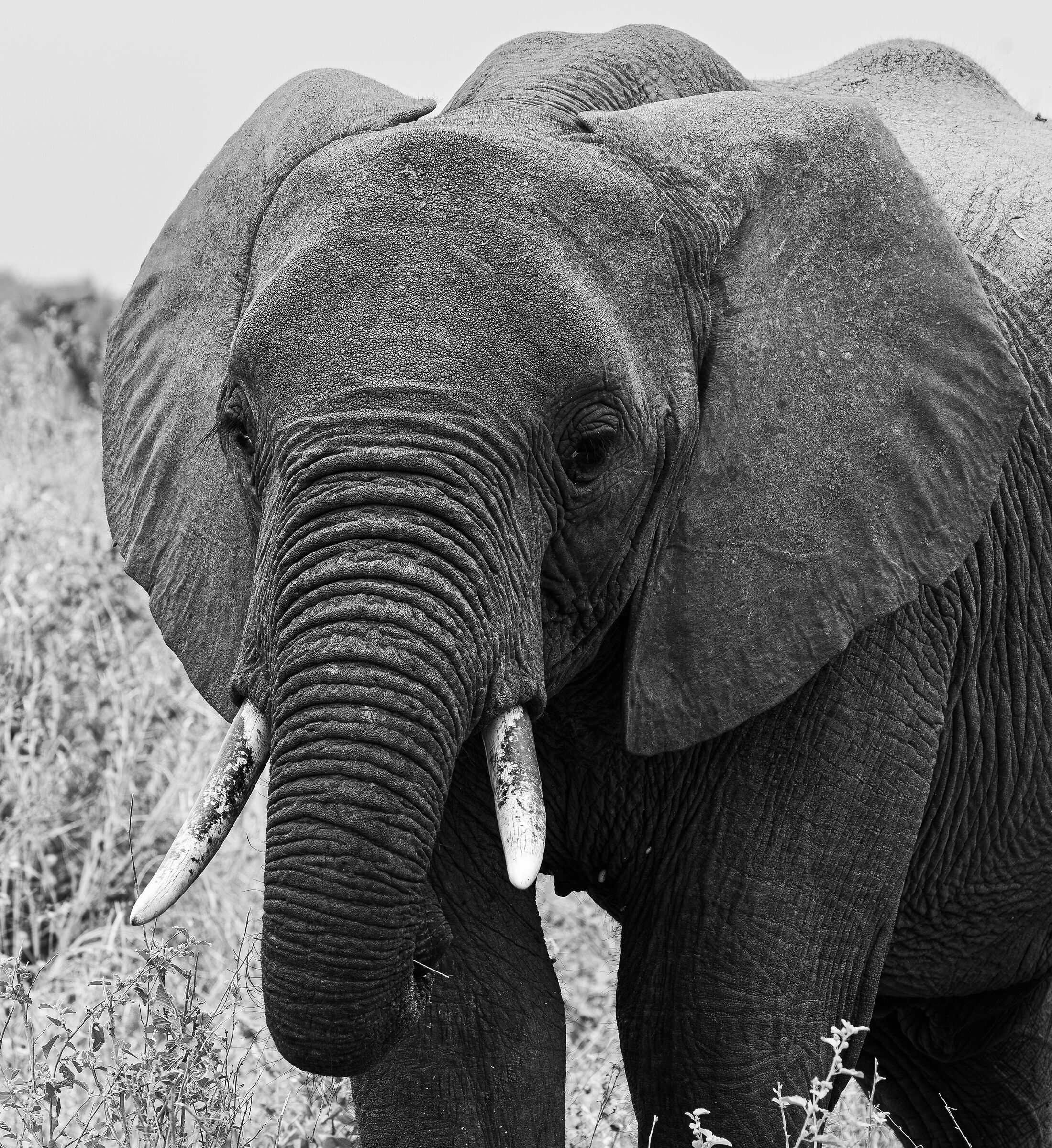 Tarangire National Park - August 2025