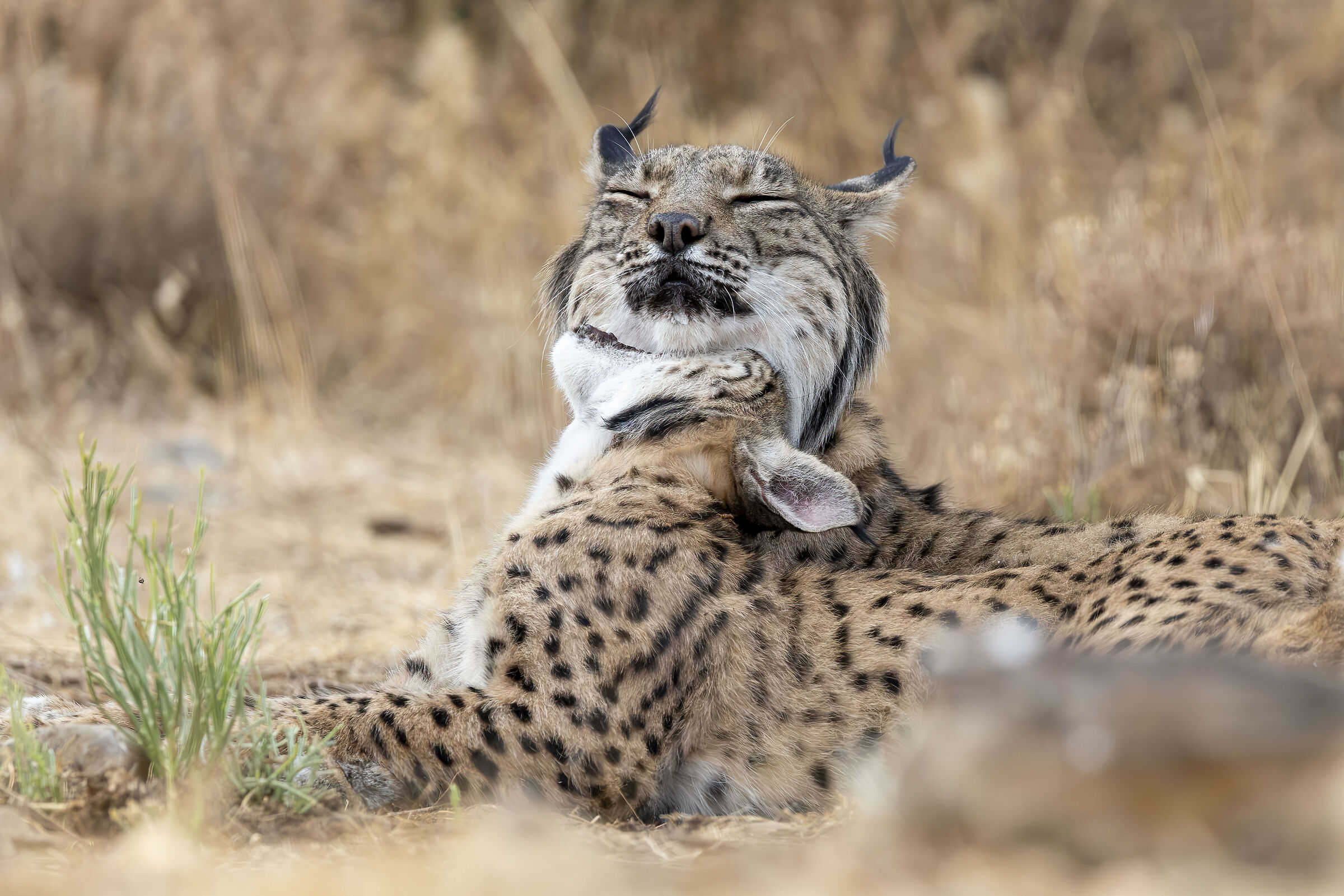 lince giochi tra mamma e figlia