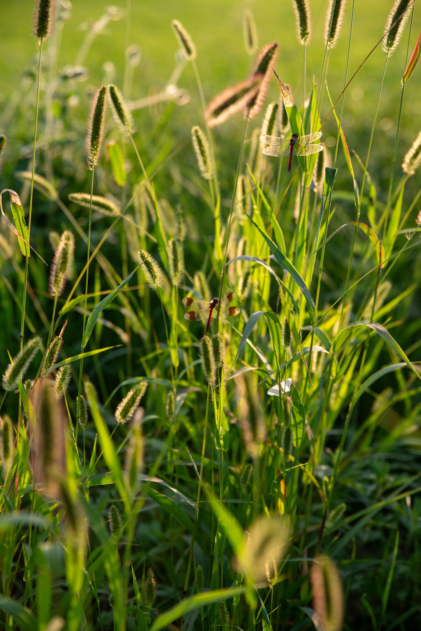 Walking in nature