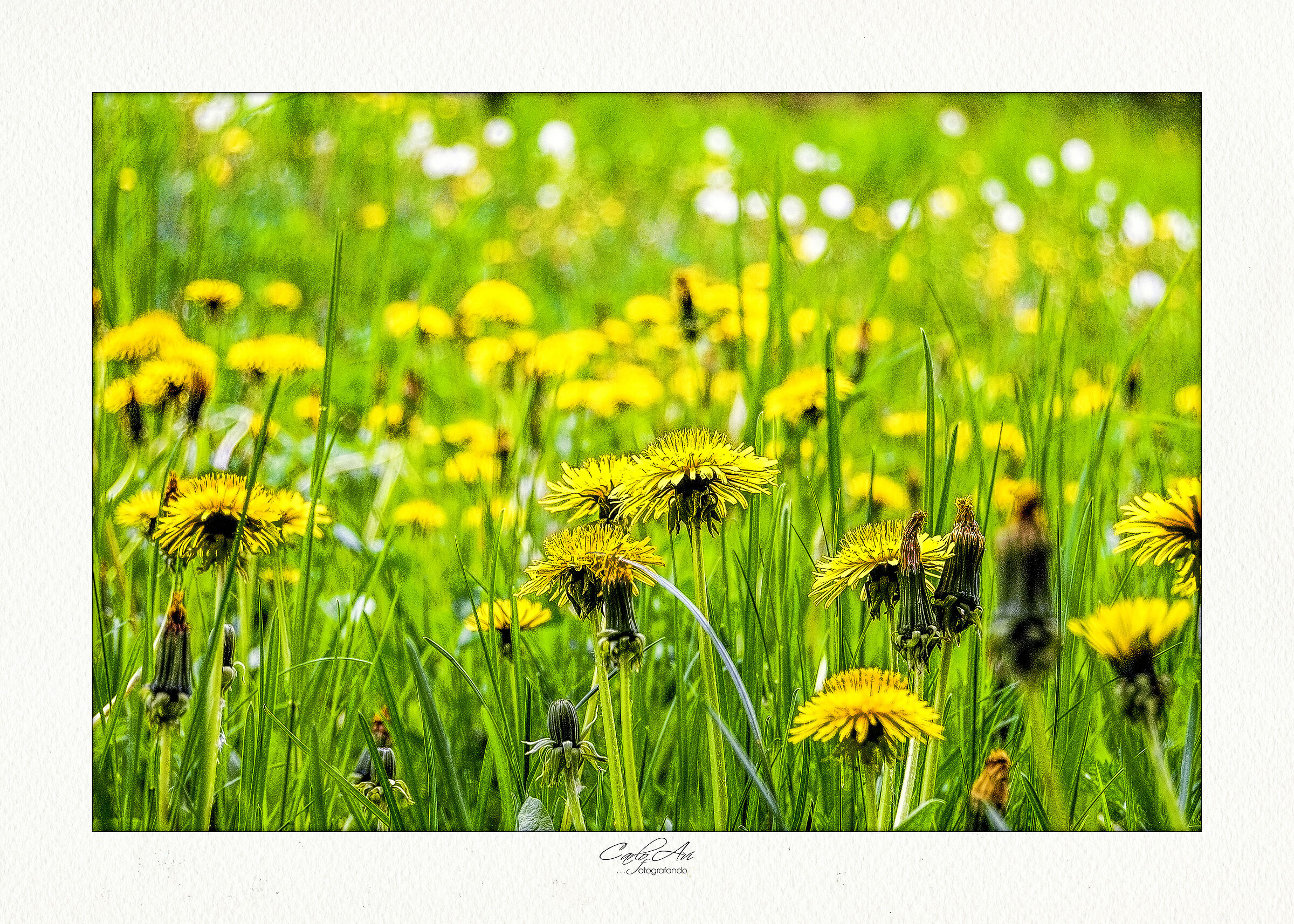 La Fête du printemps