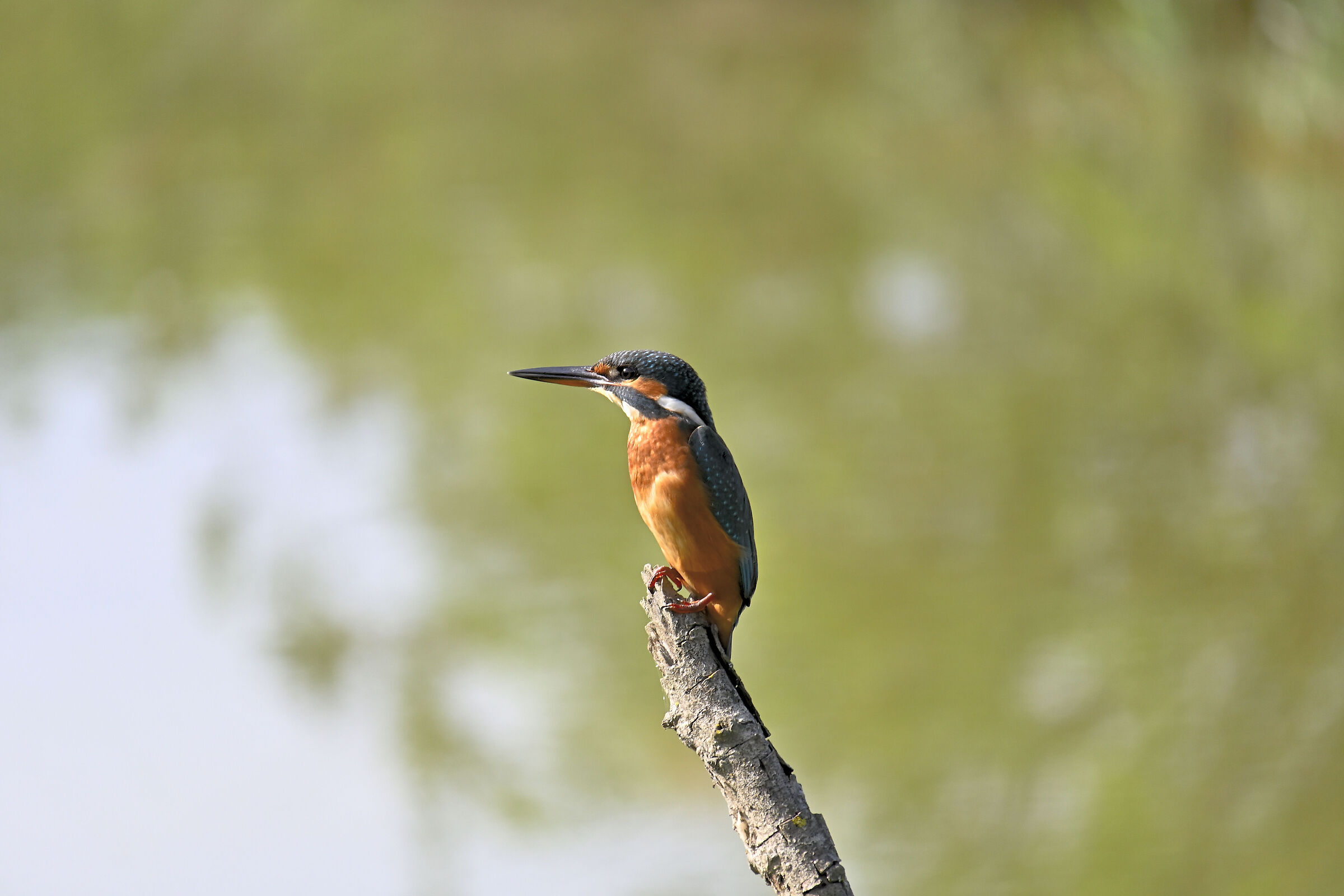 Martino il pescatore in post