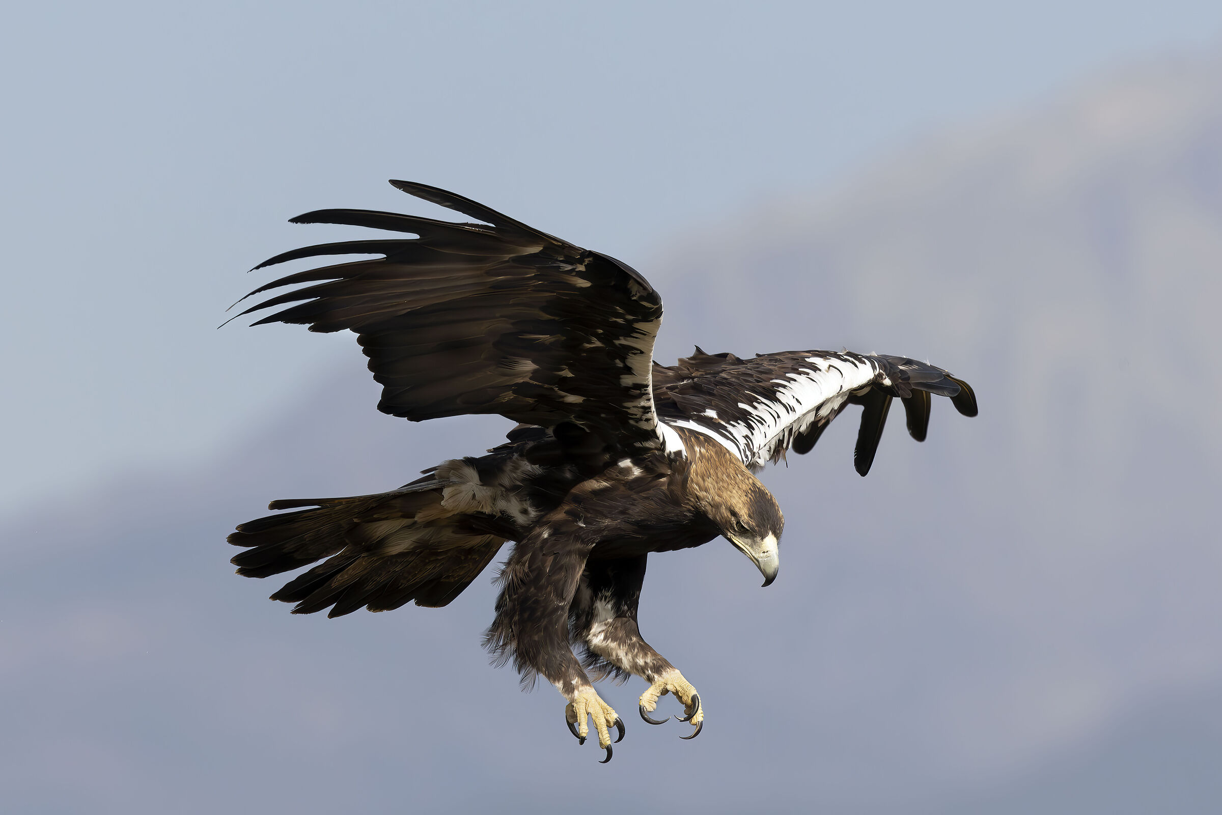 Aquila imperiale
