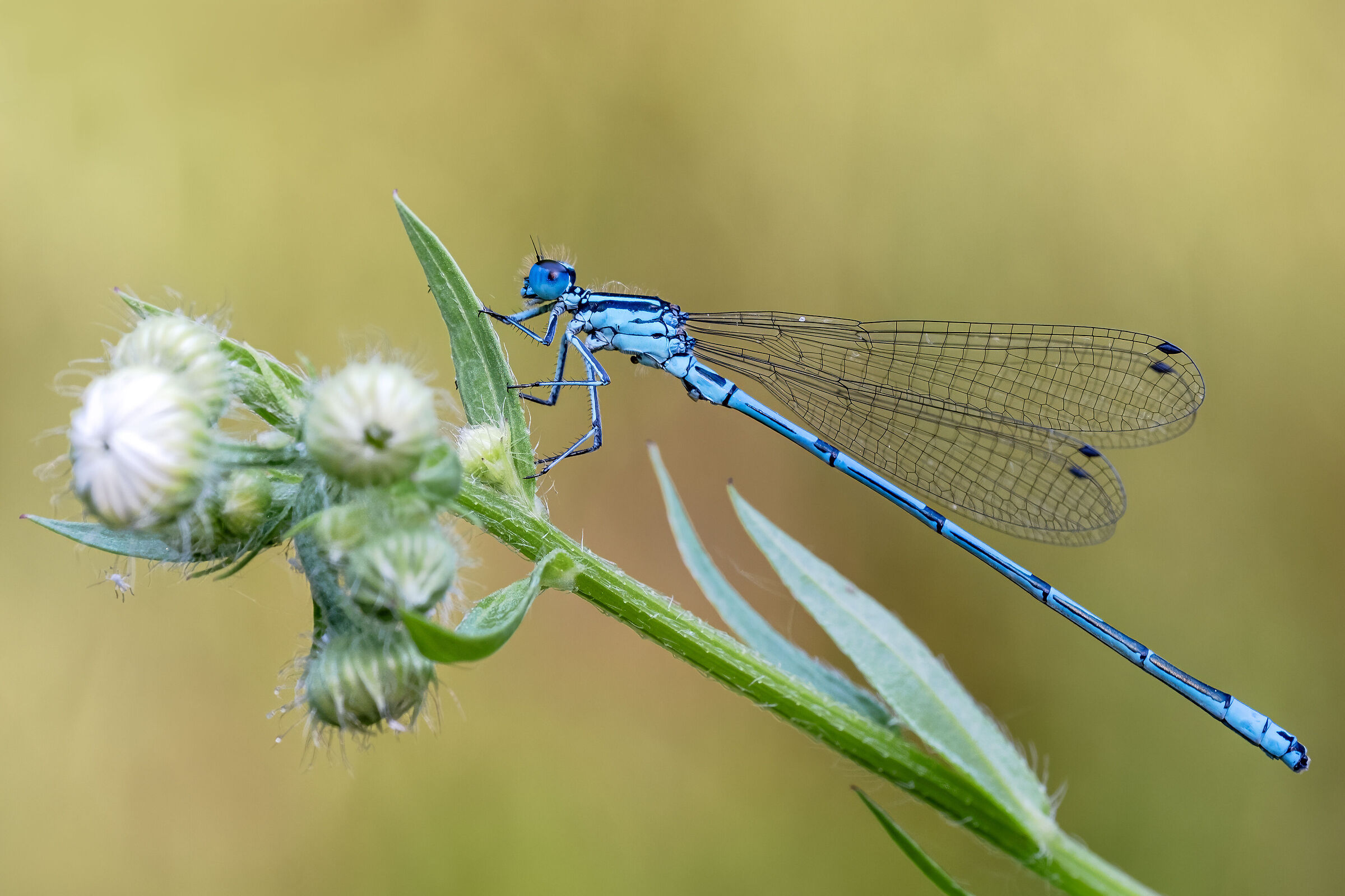 Coenagrion ornatum