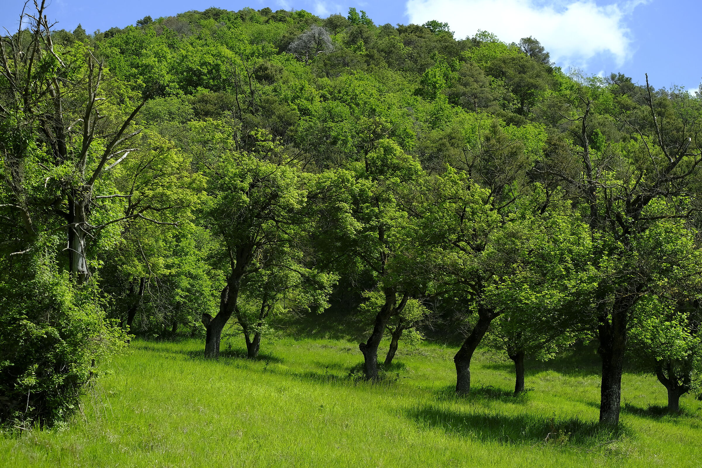Forest