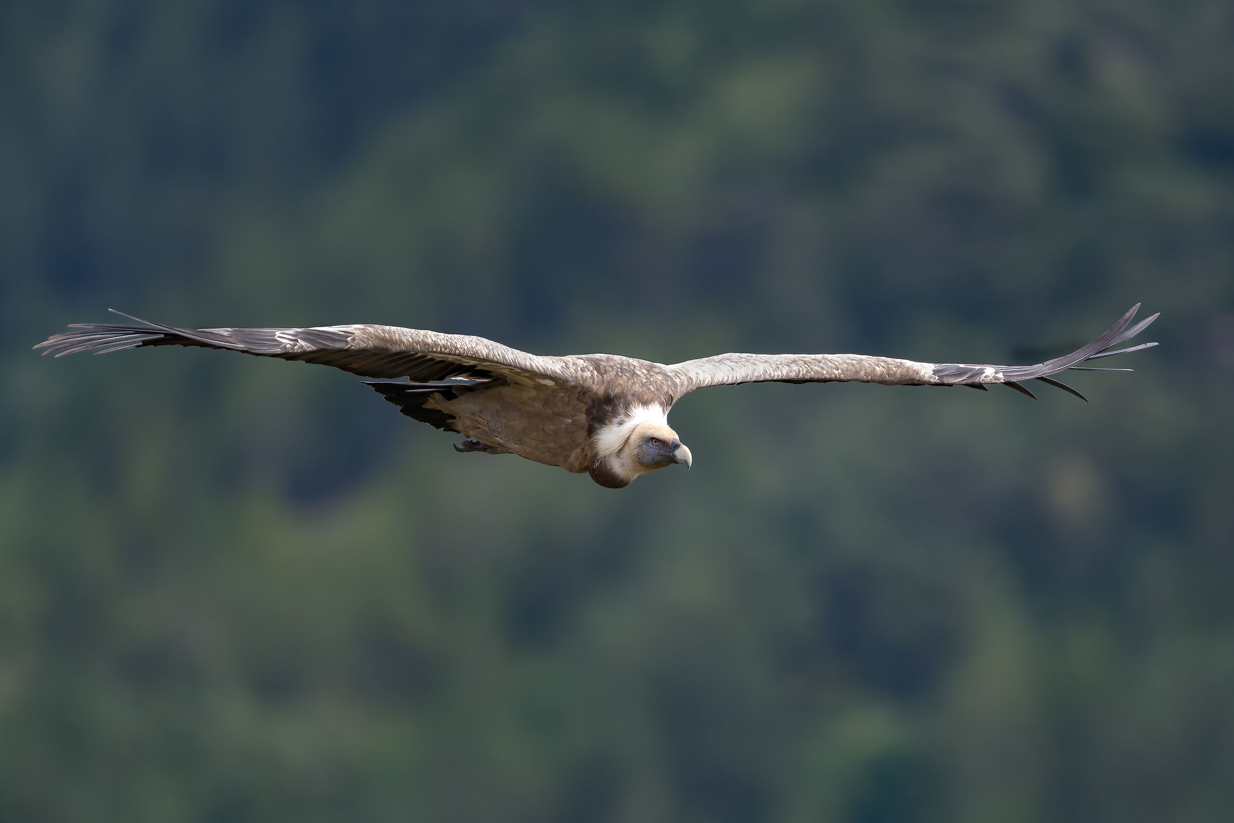 Griffin - Barronies Provencal