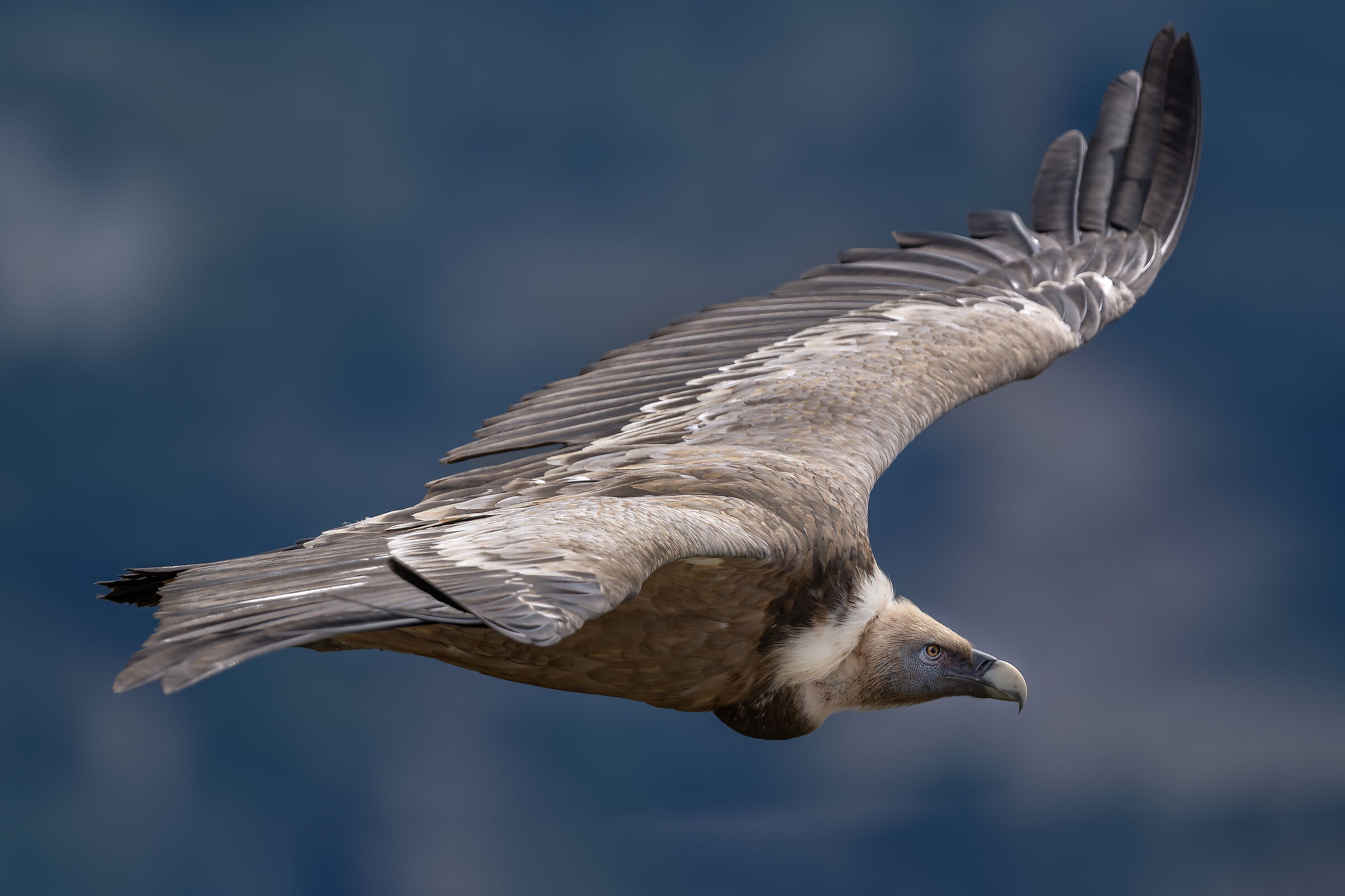 Griffin - Barronies Provencal