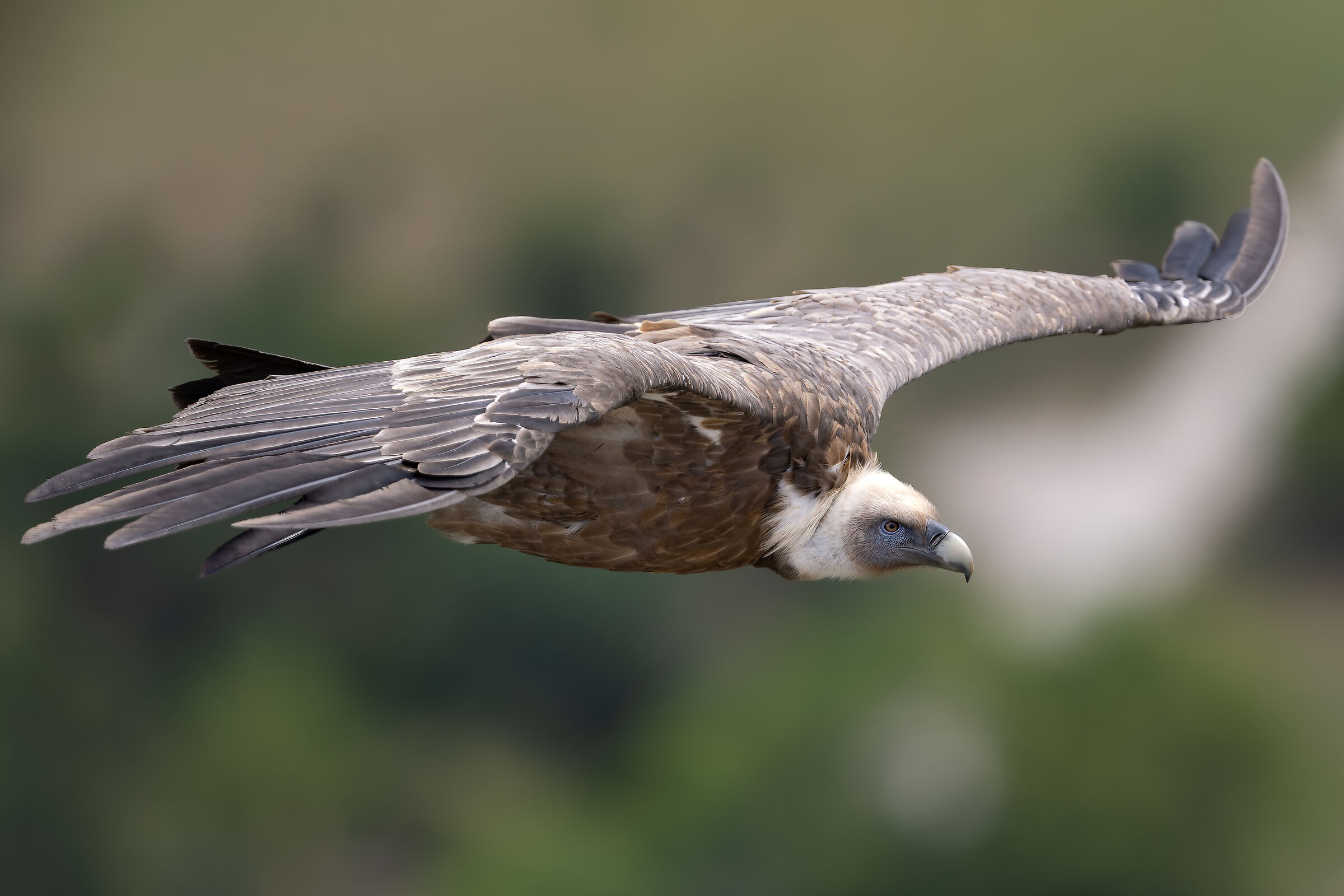 Griffin - Barronies Provencal