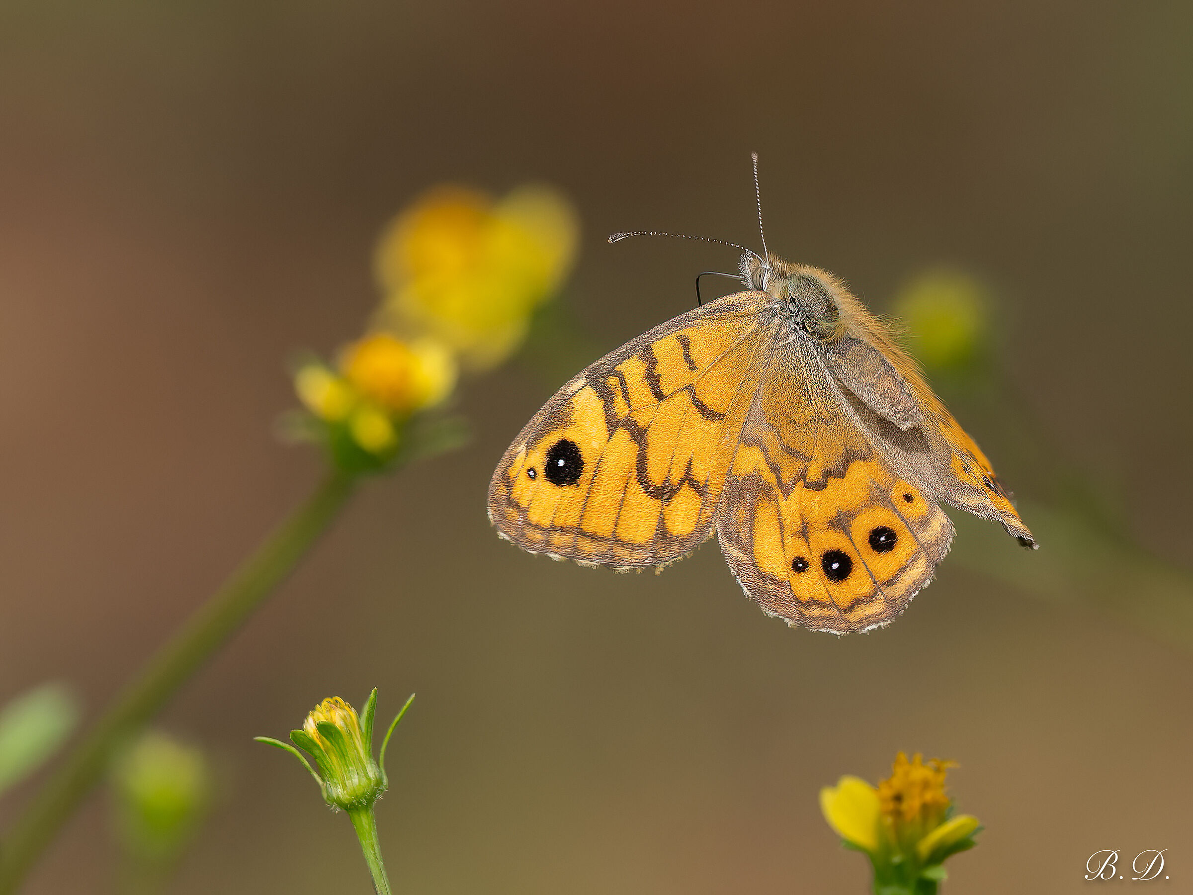 In flight