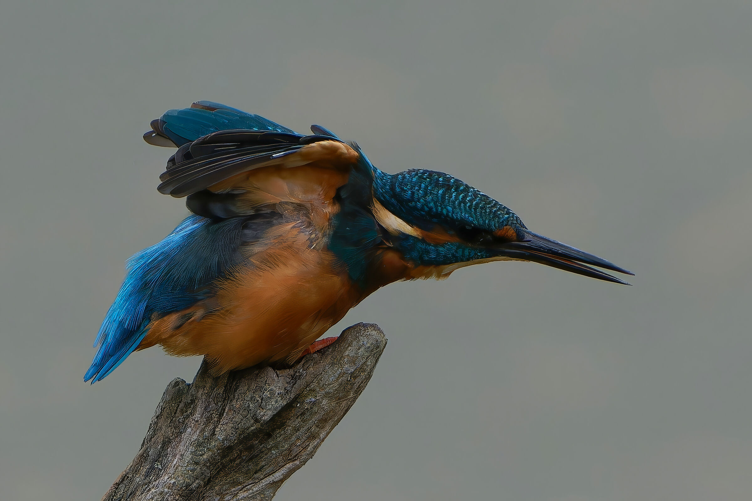 Kingfisher