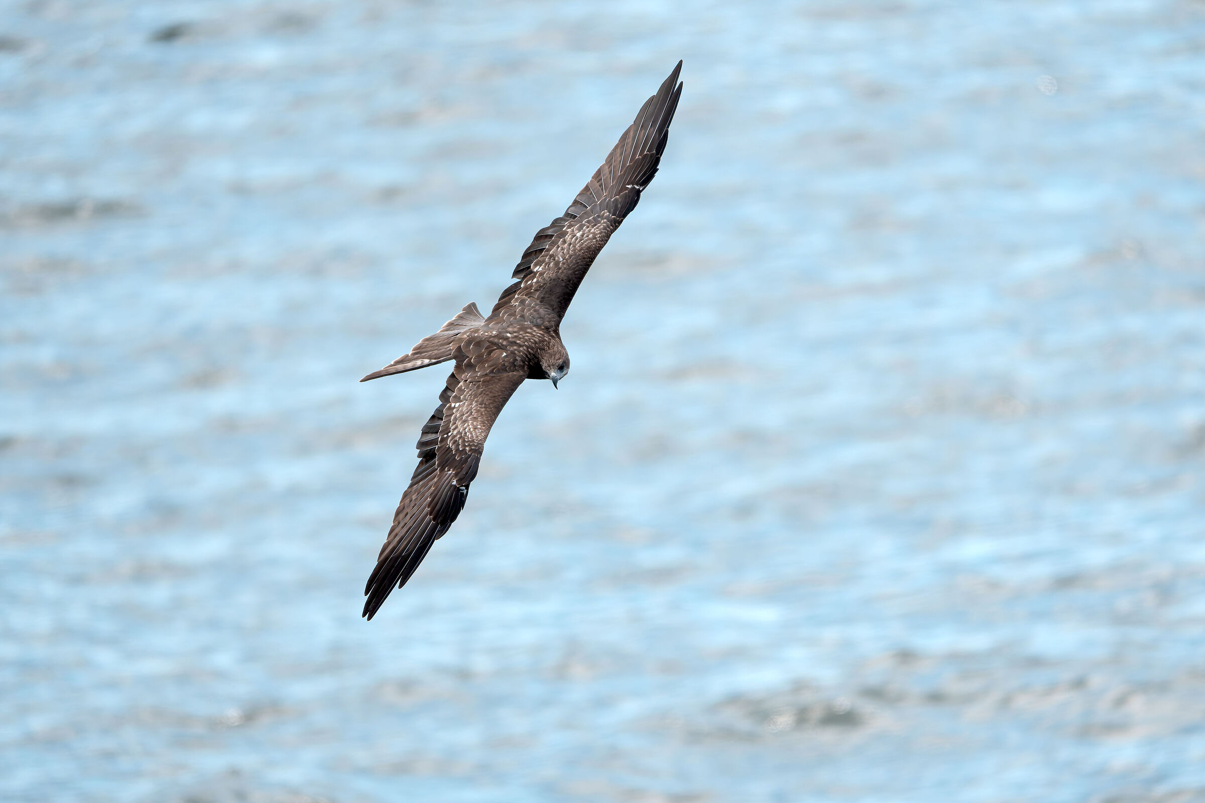 Milvus Migrans (Black Kite) Black Kite