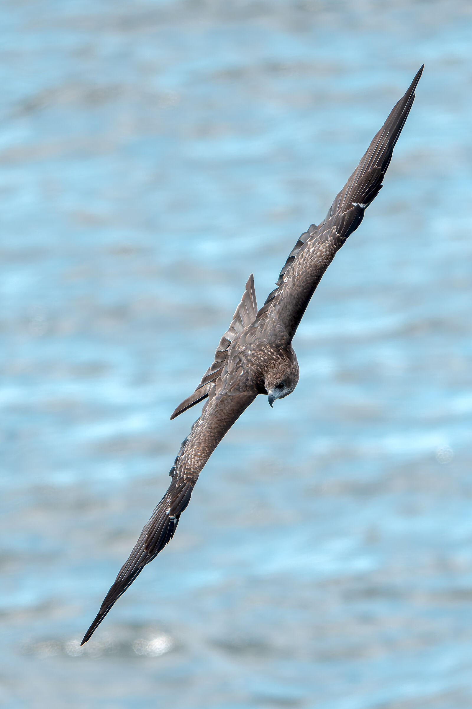 Milvus Migrans (Black Kite) Black Kite