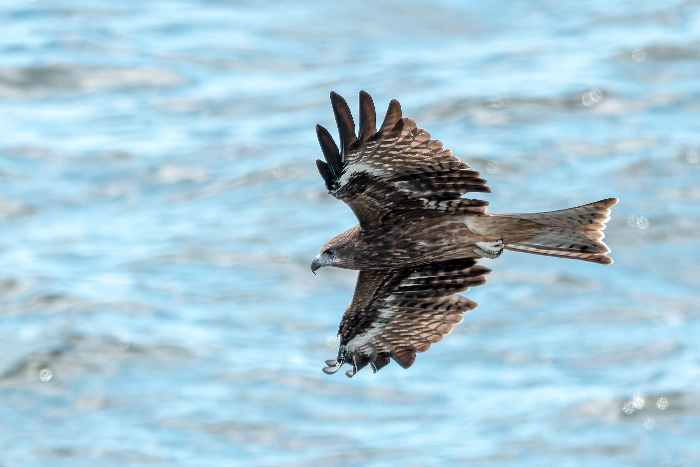 Milvus Migrans (Black Kite) Black Kite
