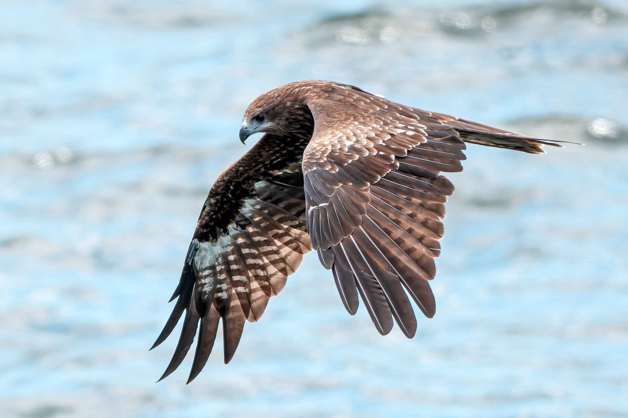 Milvus Migrans (Black Kite) Black Kite