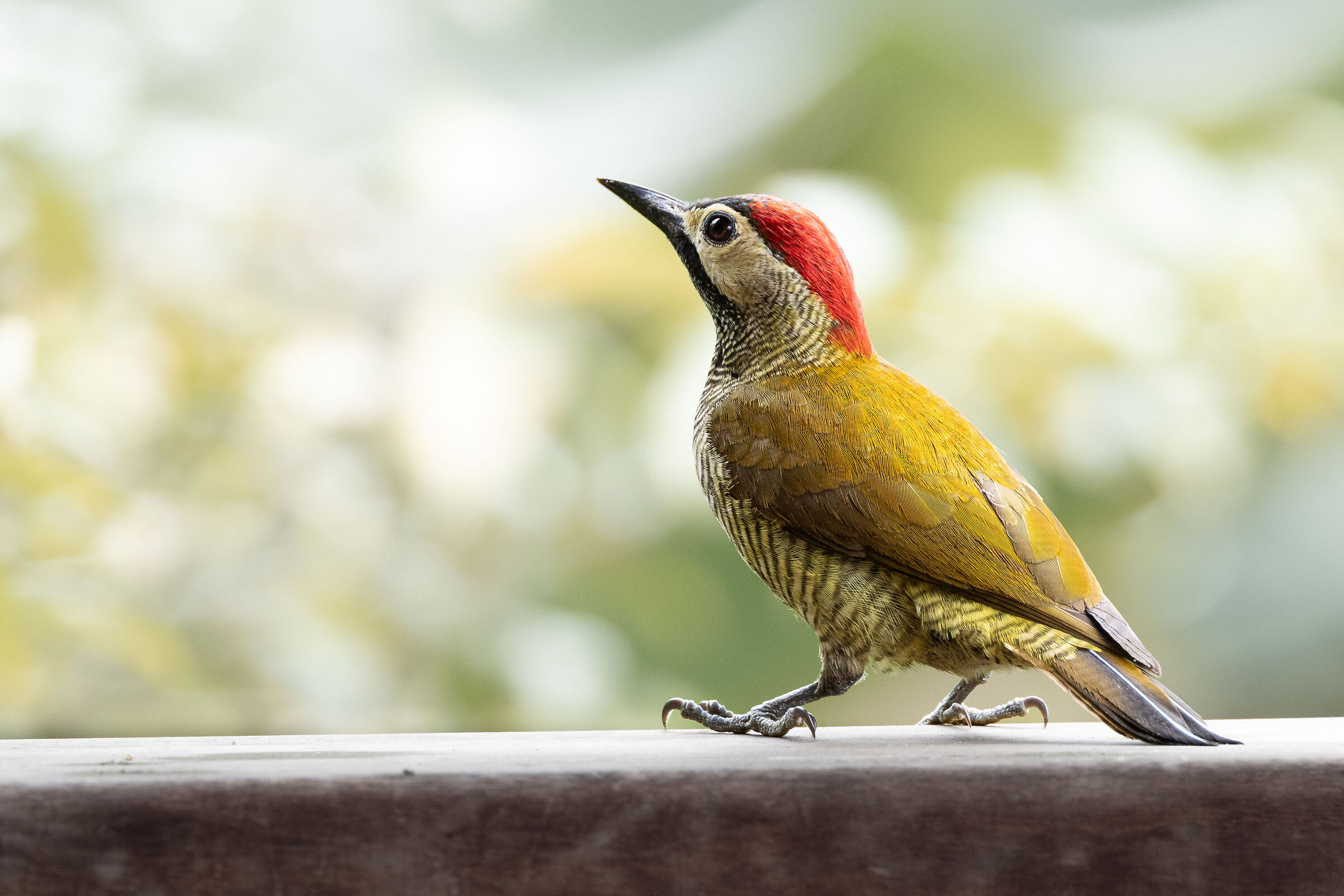 Picchio oliva dorato