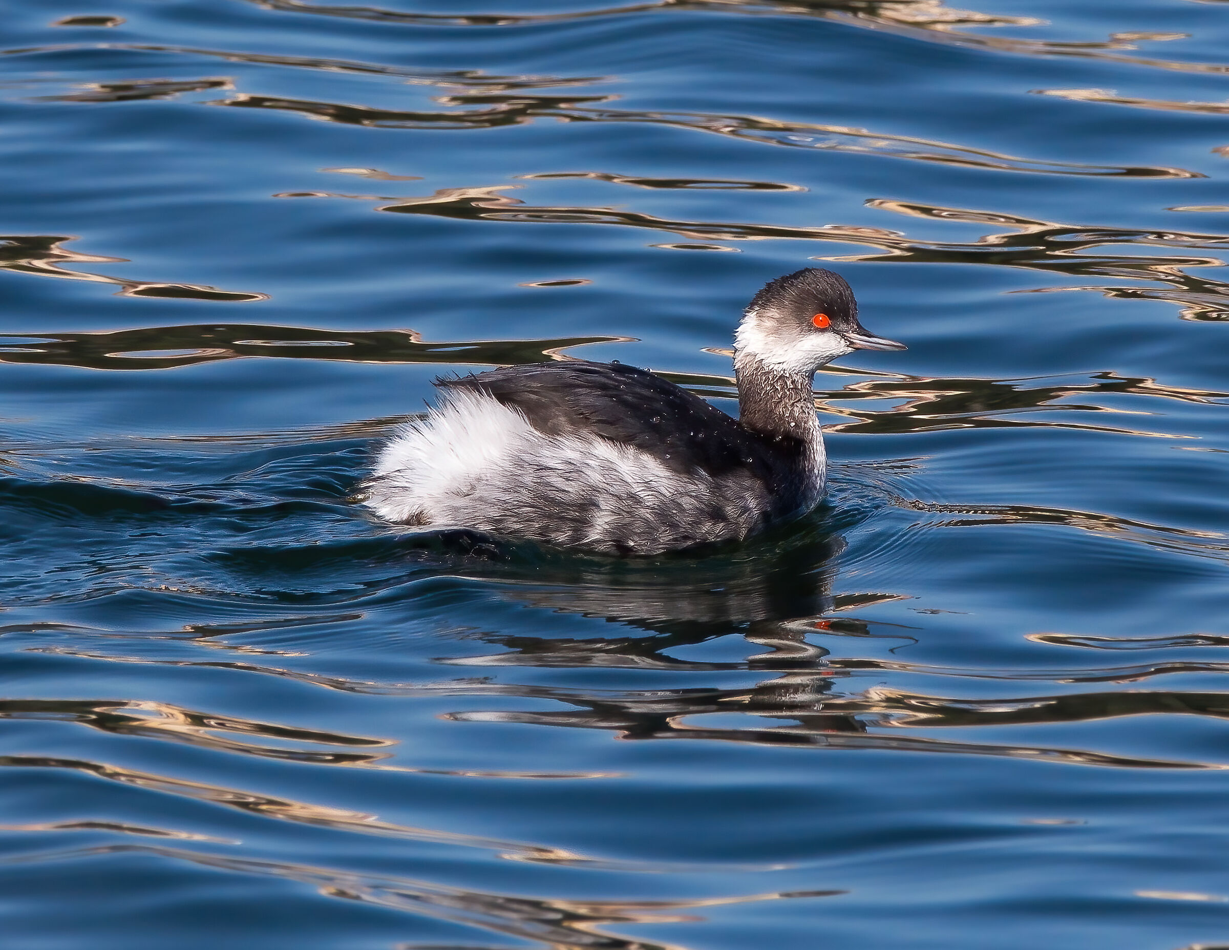 Black-necked grebe