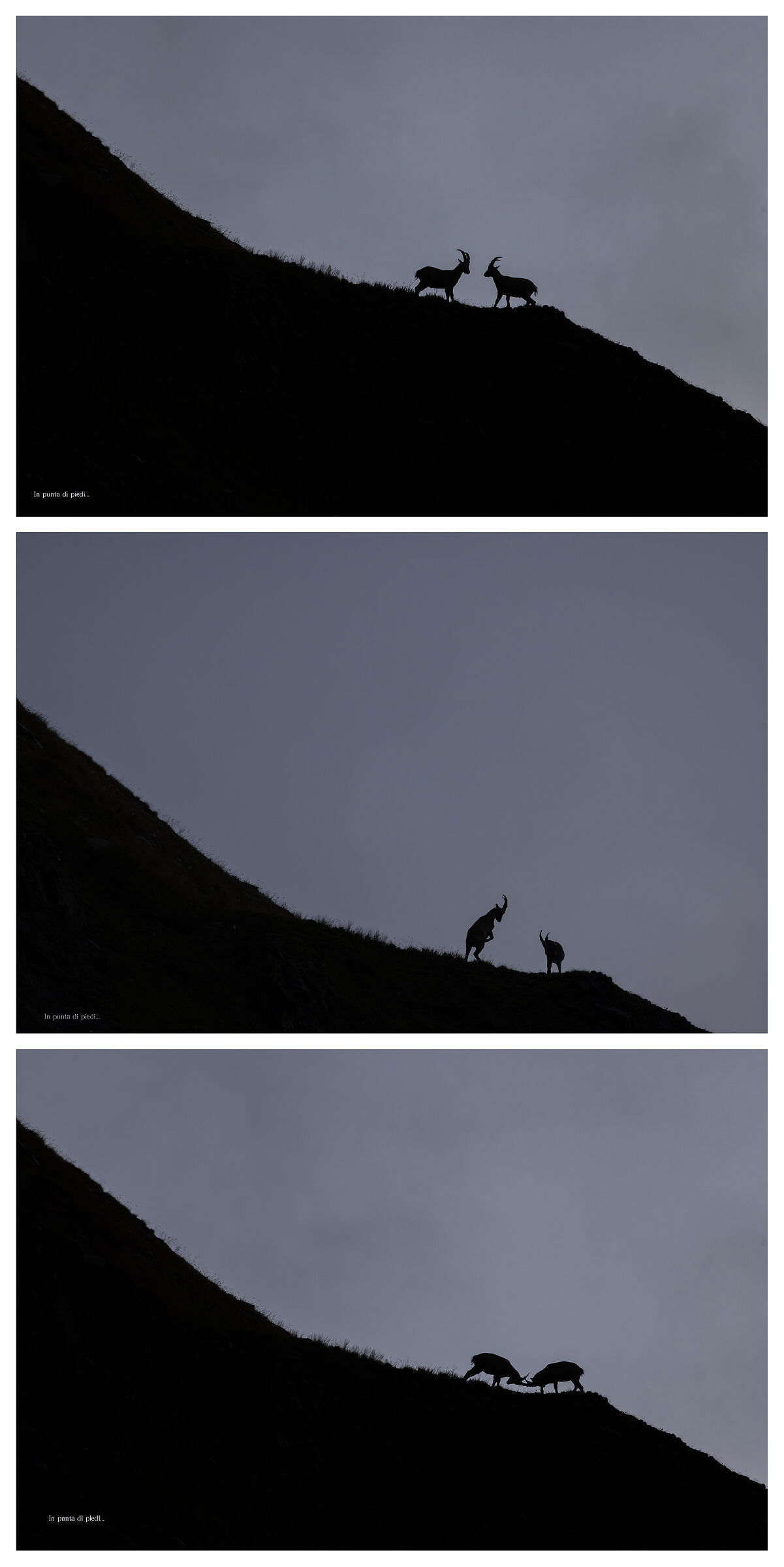 a hectic phase among Alpine ibex