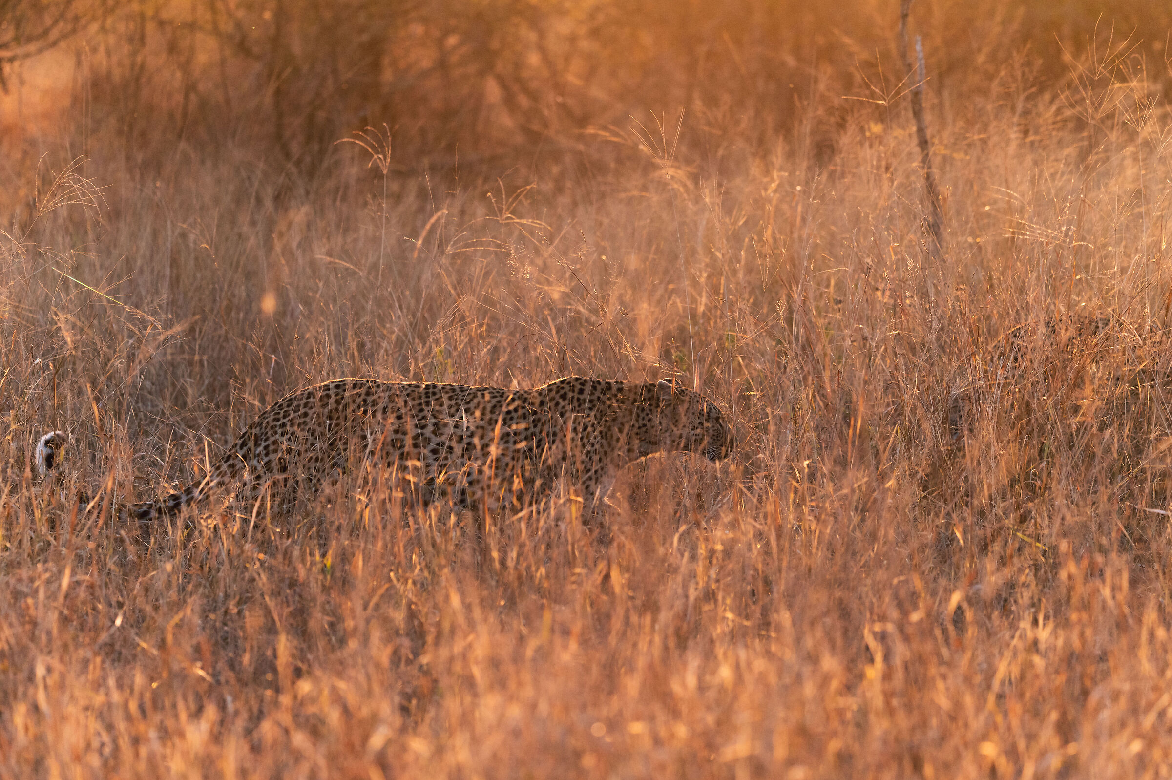 Il passo felpato al tramonto