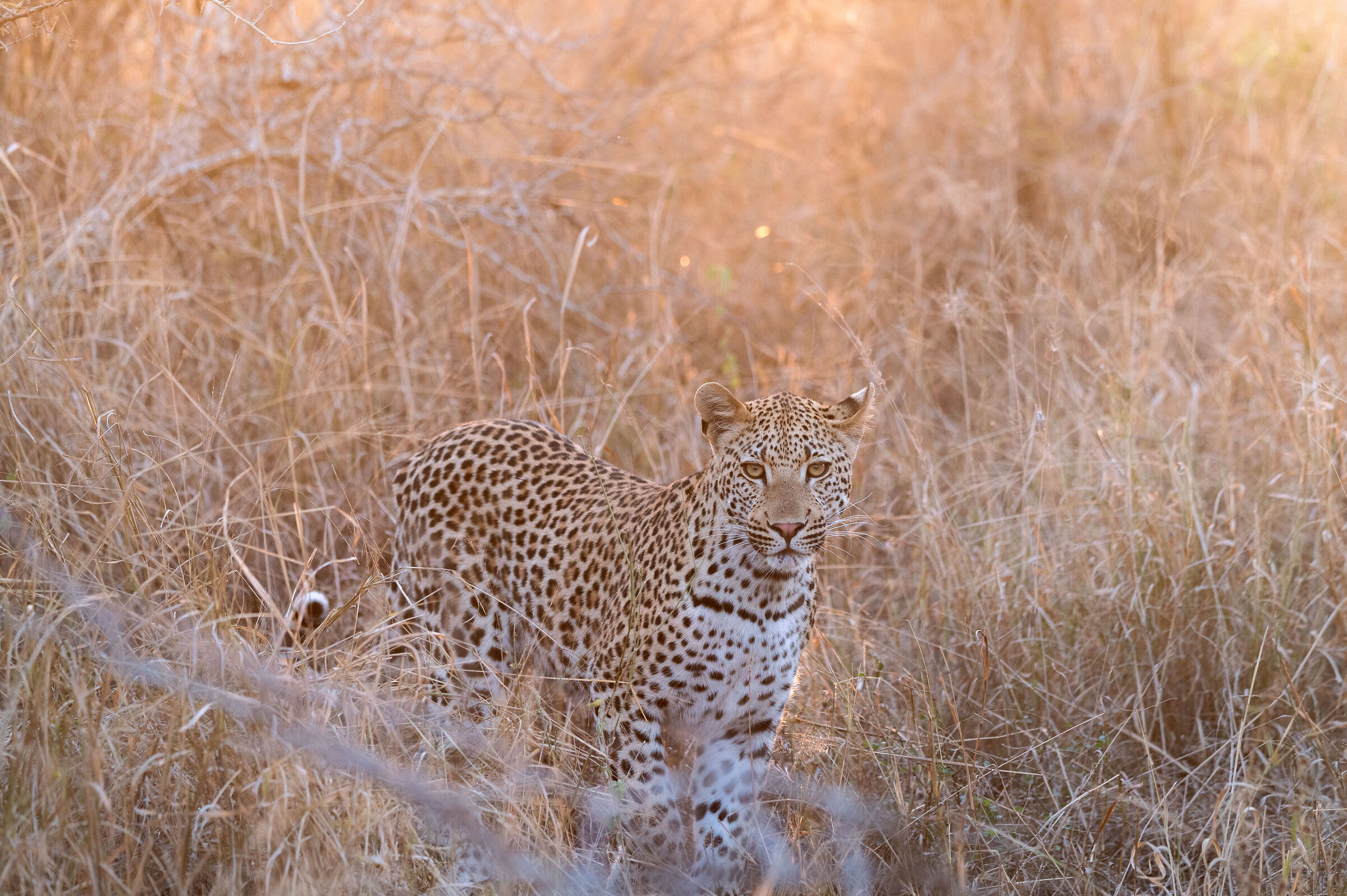 Il regalo del Kruger
