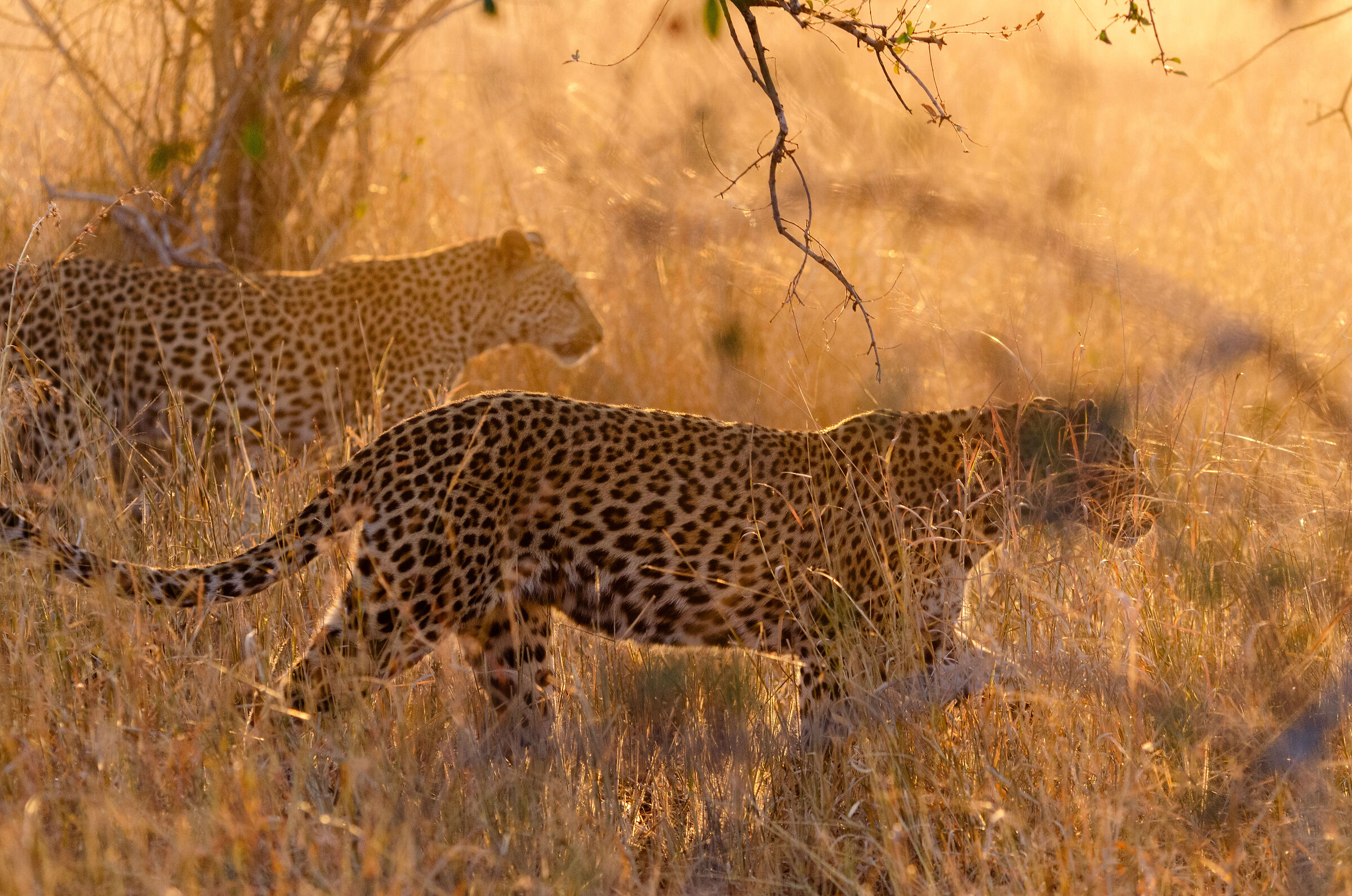 Leopardi al tramonto